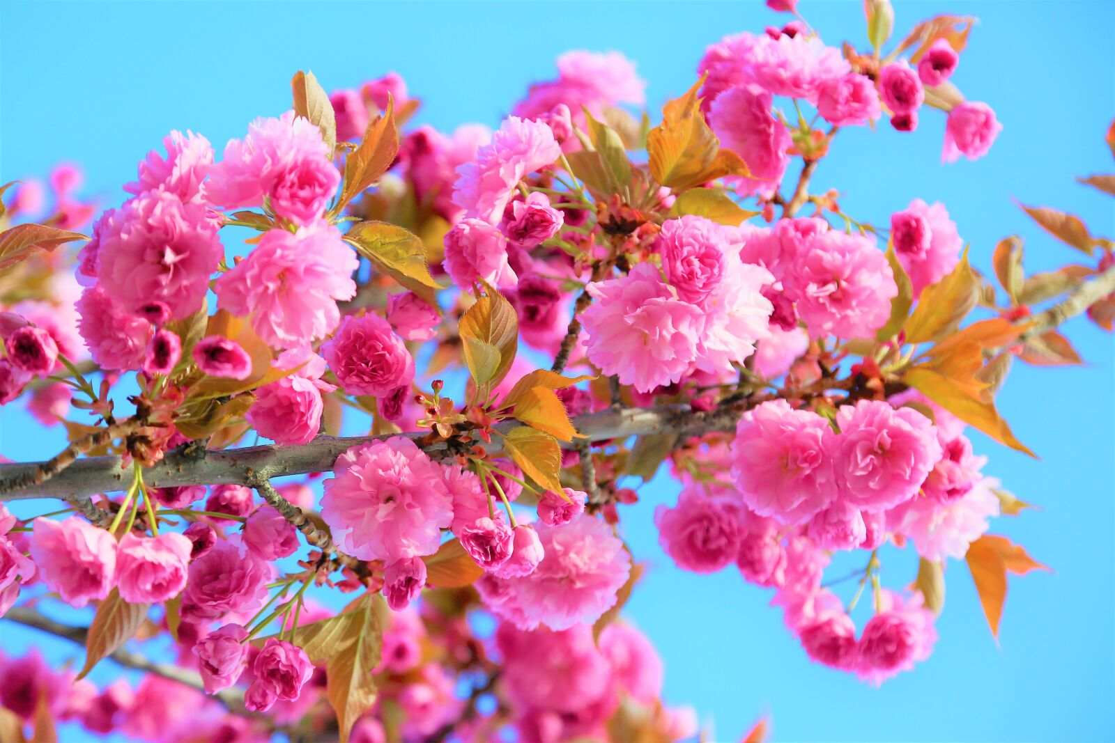 Canon EOS 5D Mark III sample photo. Japanese cherry tree, flowers photography