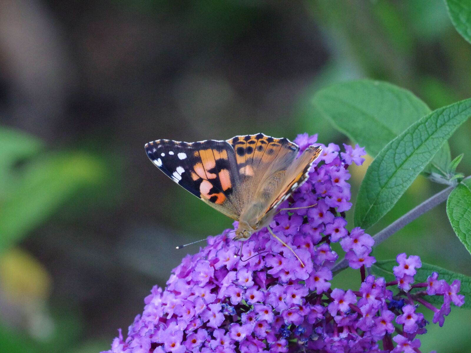 Pentax K-70 sample photo. Butterfly, vanessa cardui, insect photography
