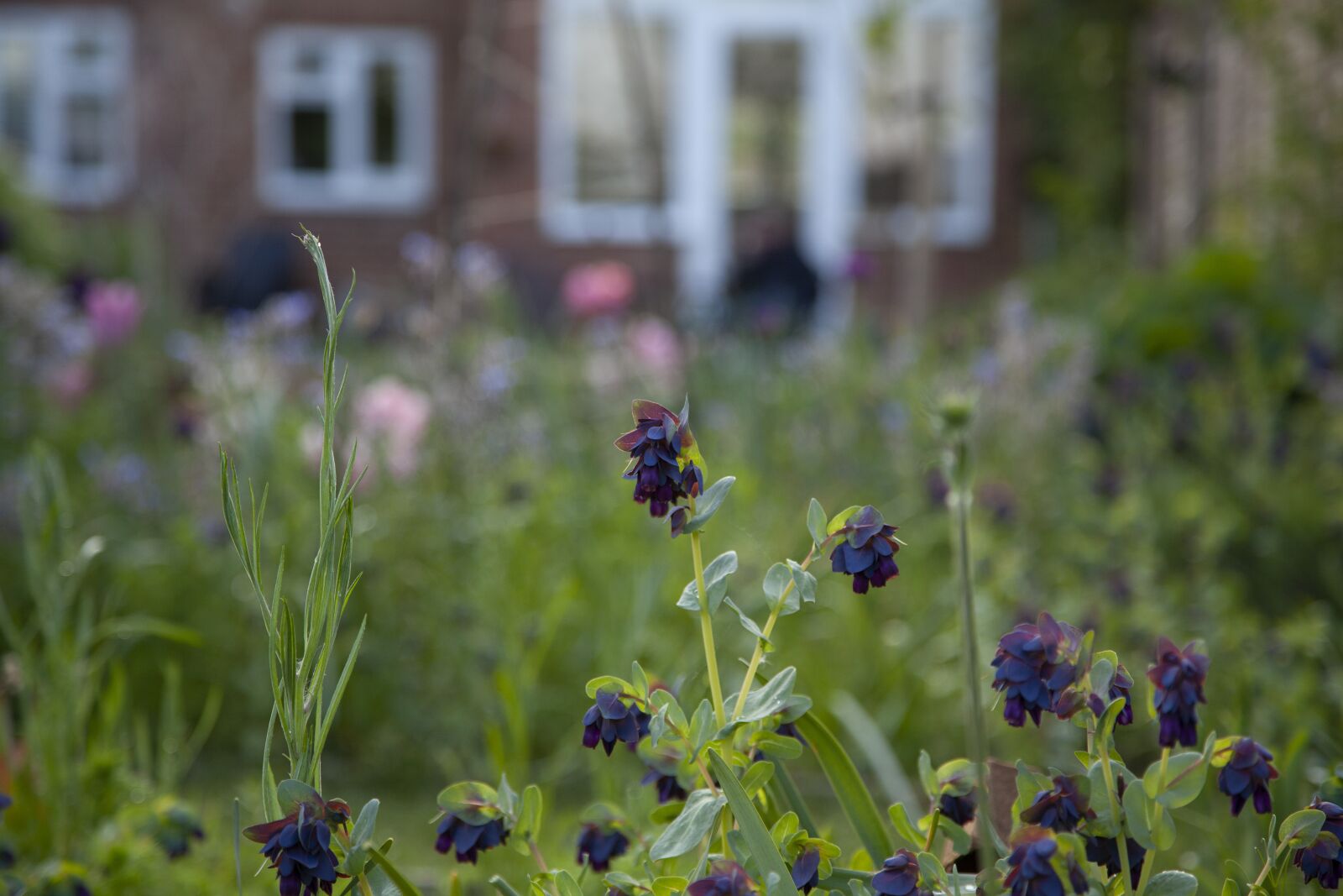 Canon EOS 5D Mark II sample photo. Lockdown, garden, evening photography