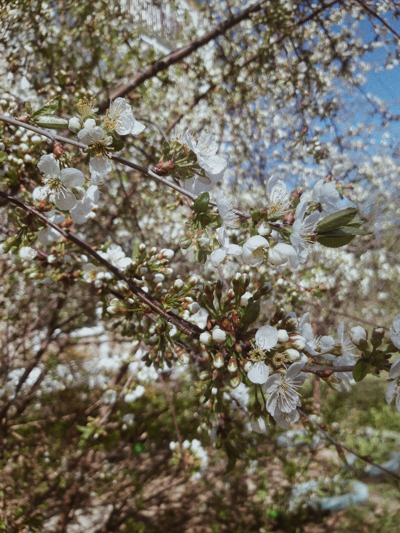 Samsung Galaxy A6 sample photo. Tree, flowers, cherry blossoms photography