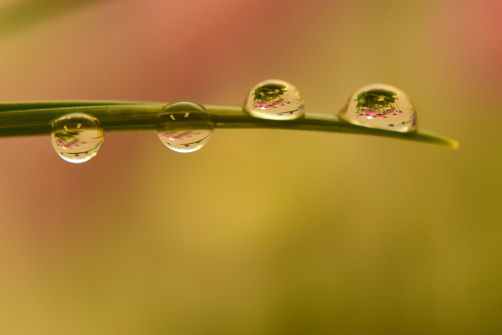 Nikon D3300 sample photo. Rain, dew, pearl photography