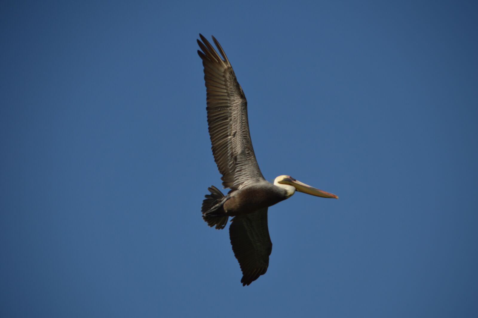 Nikon D3200 sample photo. Pelican, ave, peak photography