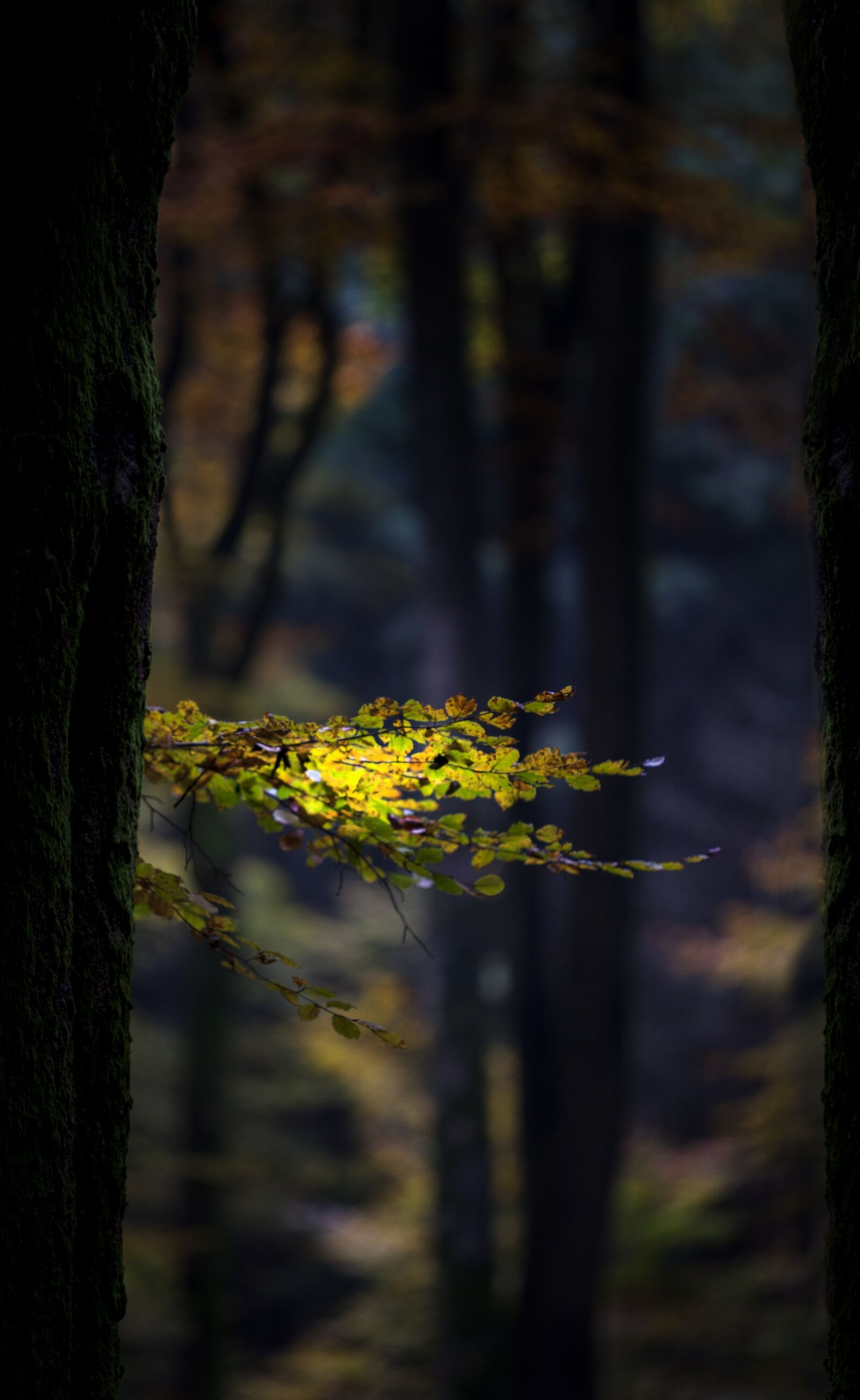 Canon EOS 5D Mark II + Canon EF 70-200mm F2.8L USM sample photo. Autumn, forest, leaves photography