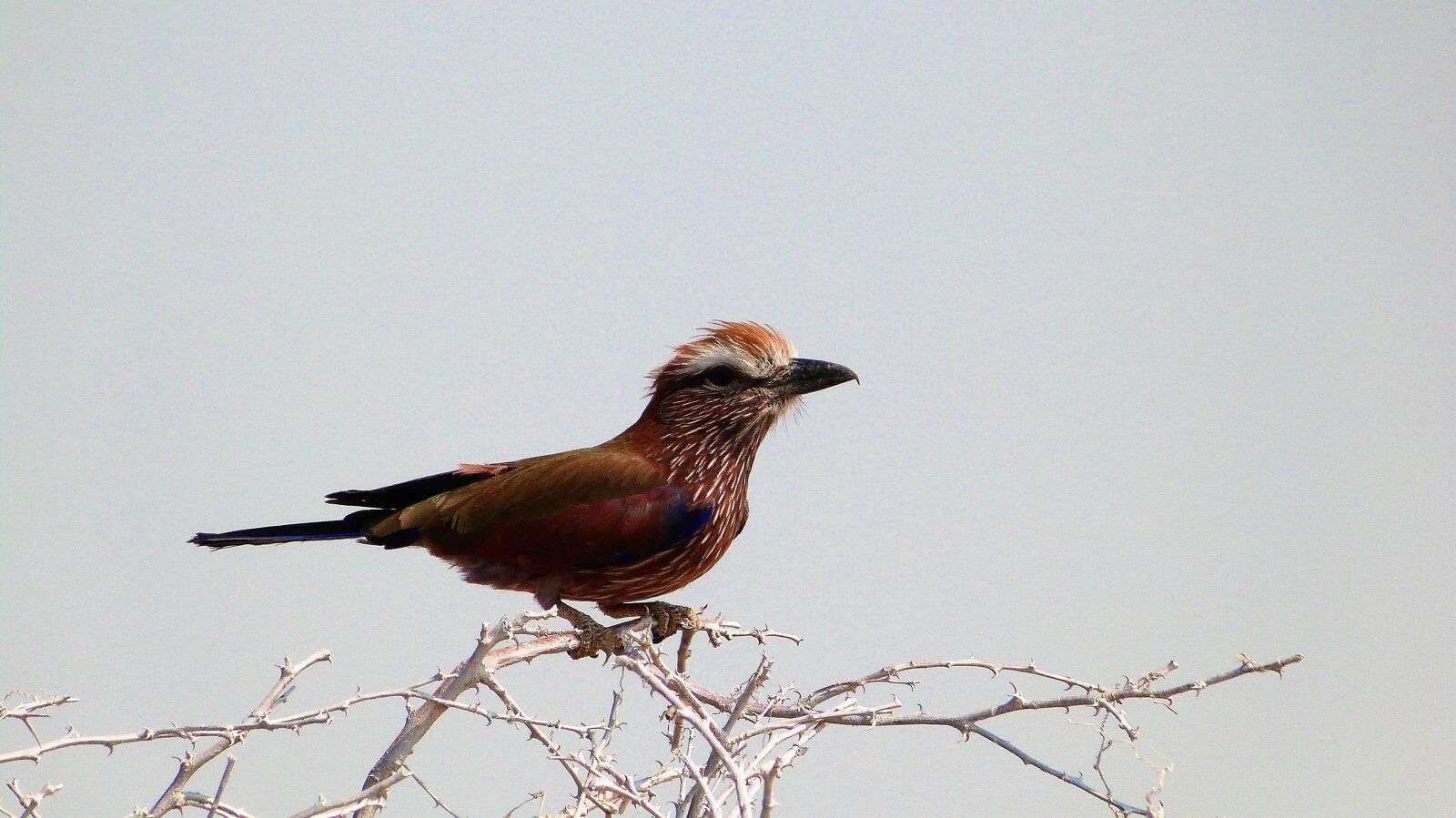 Panasonic Lumix DMC-FZ47 (Lumix DMC-FZ48) sample photo. Bird, wildlife, namibia photography