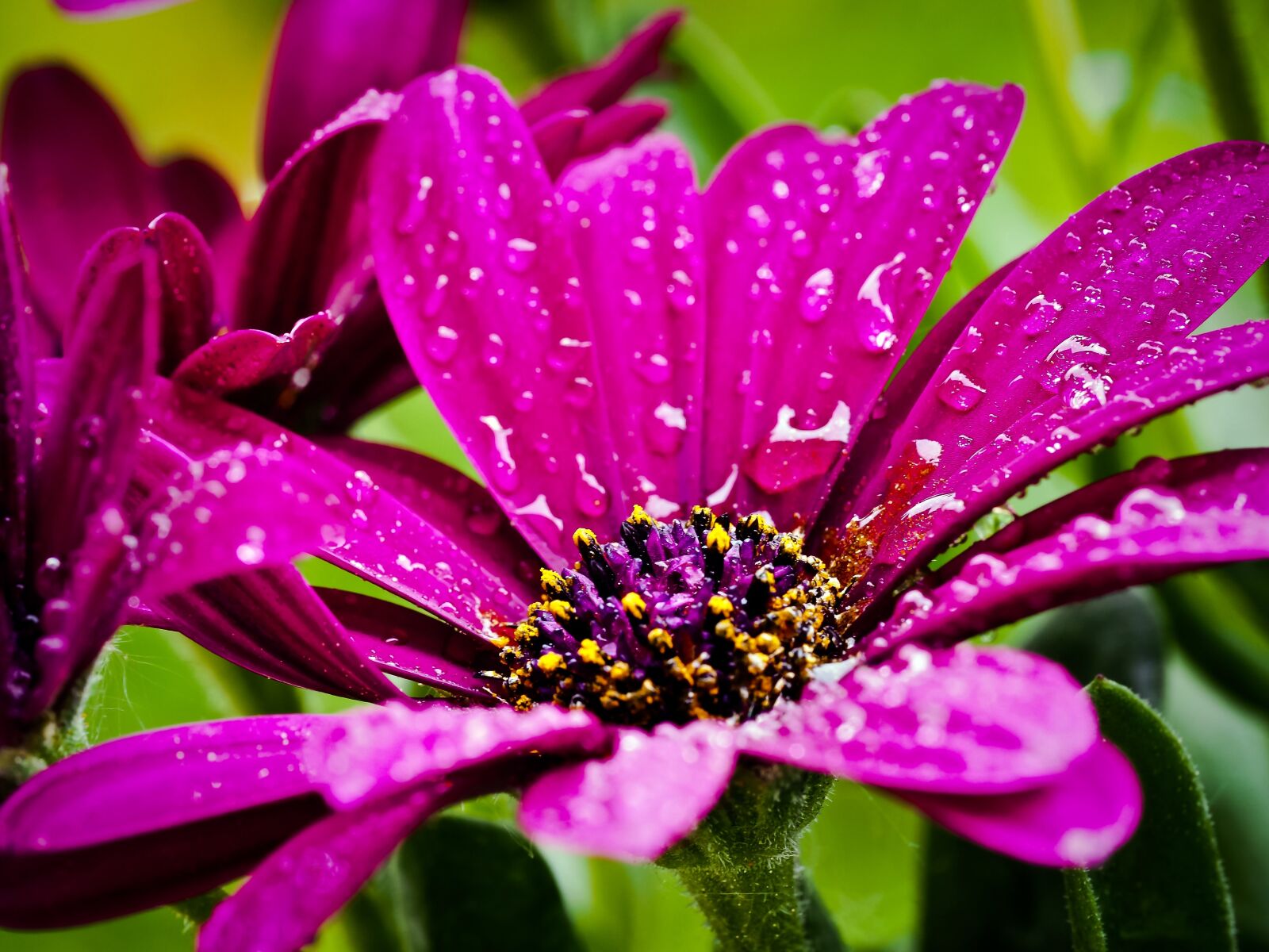 Olympus OM-D E-M10 sample photo. Cape basket, flower, composites photography