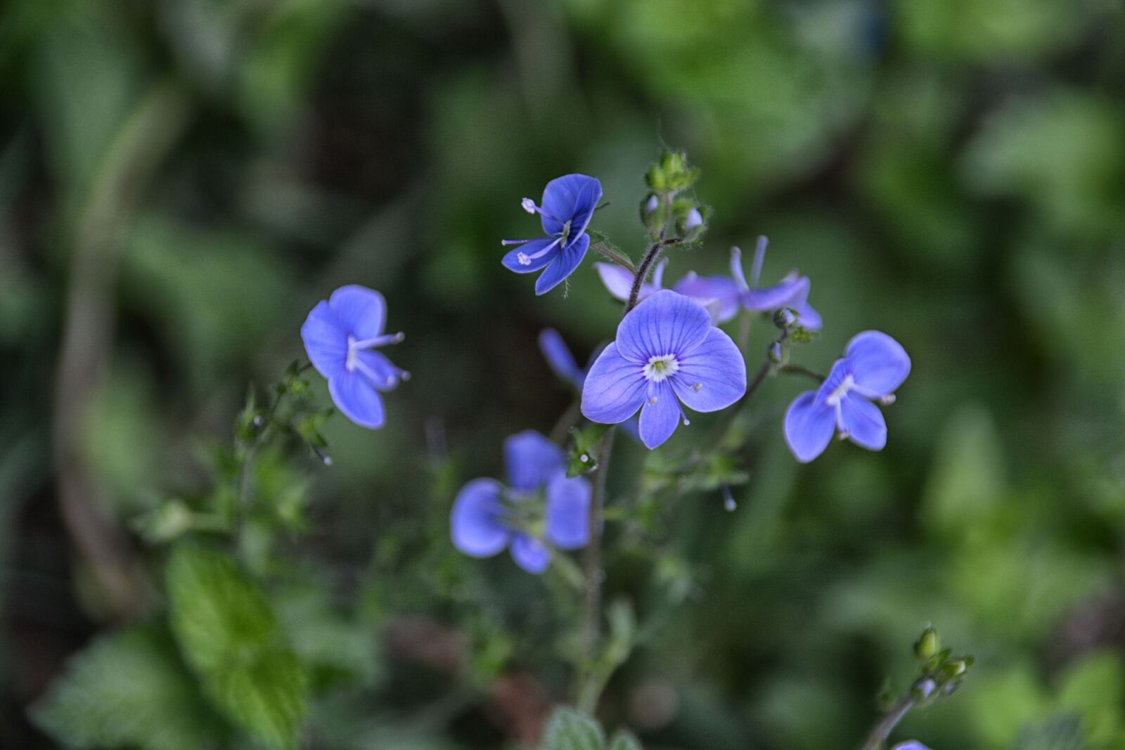 Nikon D5200 sample photo. Bleu, botanique, fleurs, flore photography