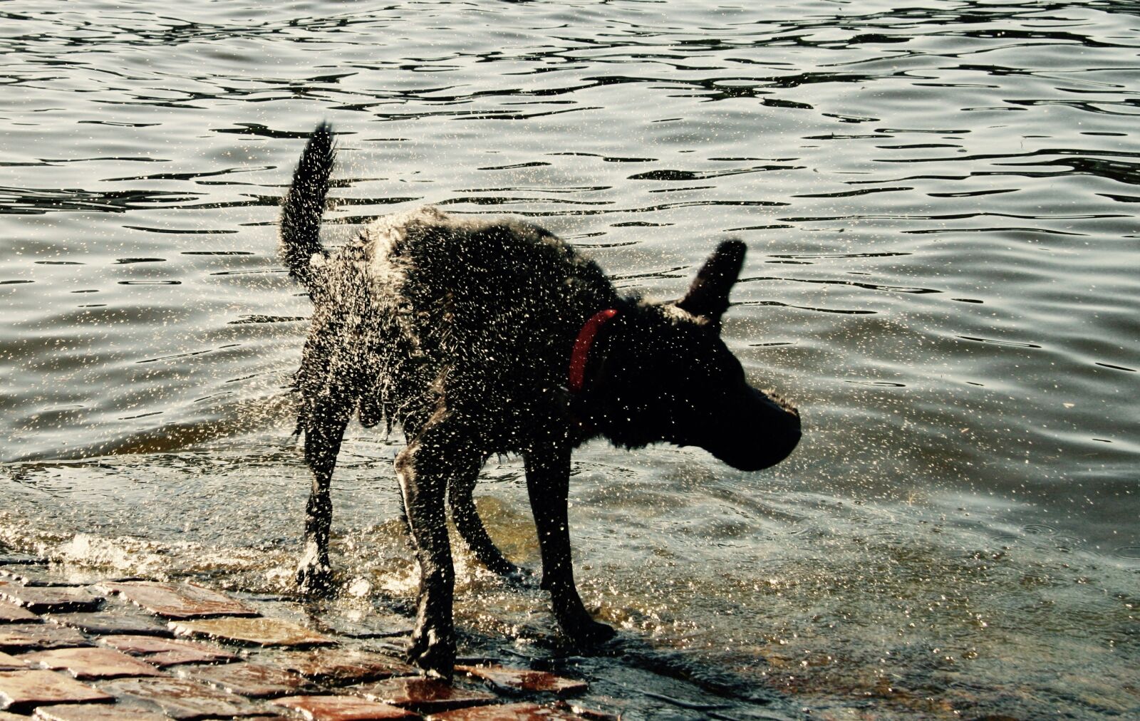Canon EOS 400D (EOS Digital Rebel XTi / EOS Kiss Digital X) sample photo. Dog, wet dog, river photography