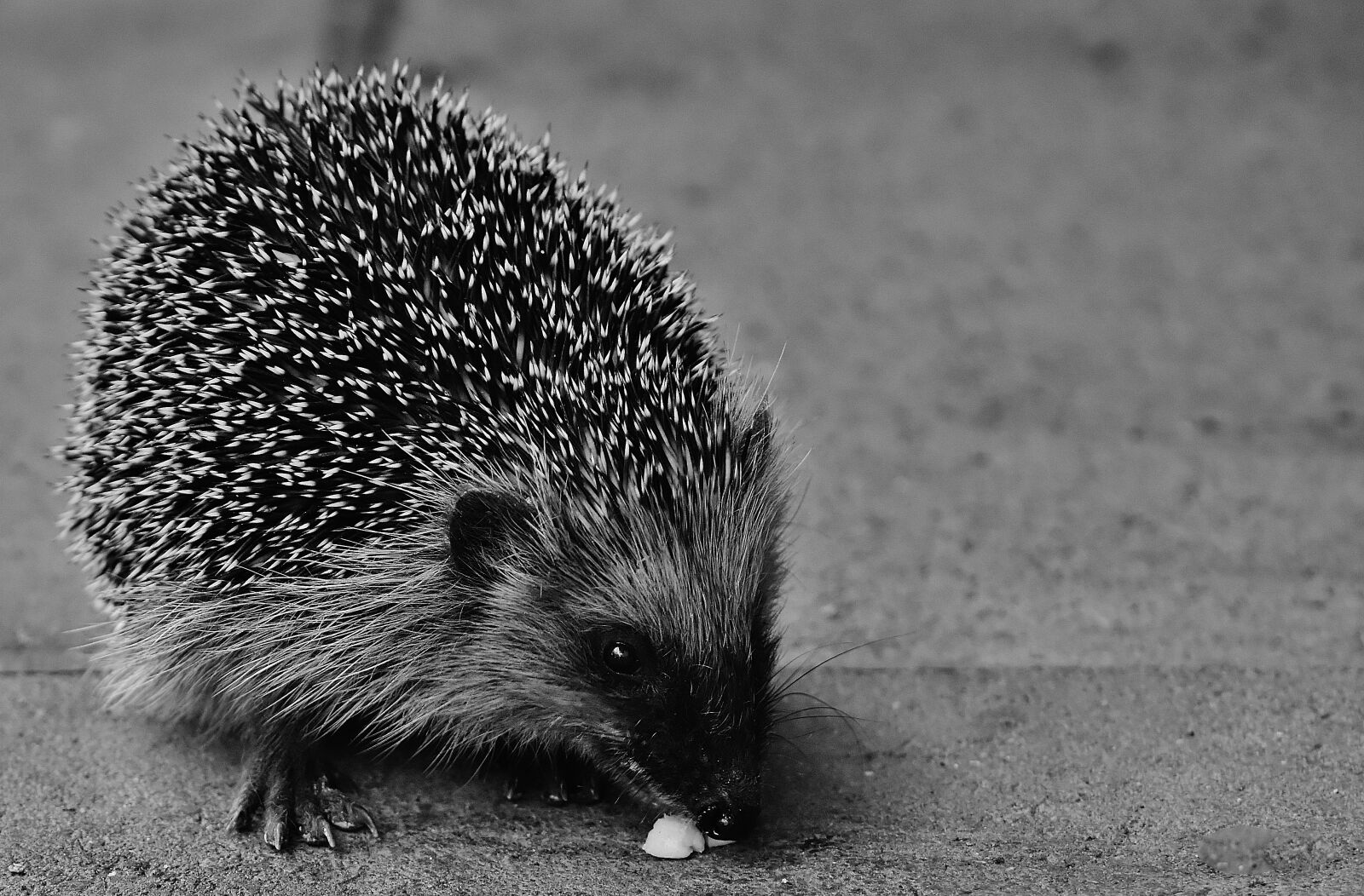 Nikon D7200 sample photo. Hedgehog child, young hedgehog photography