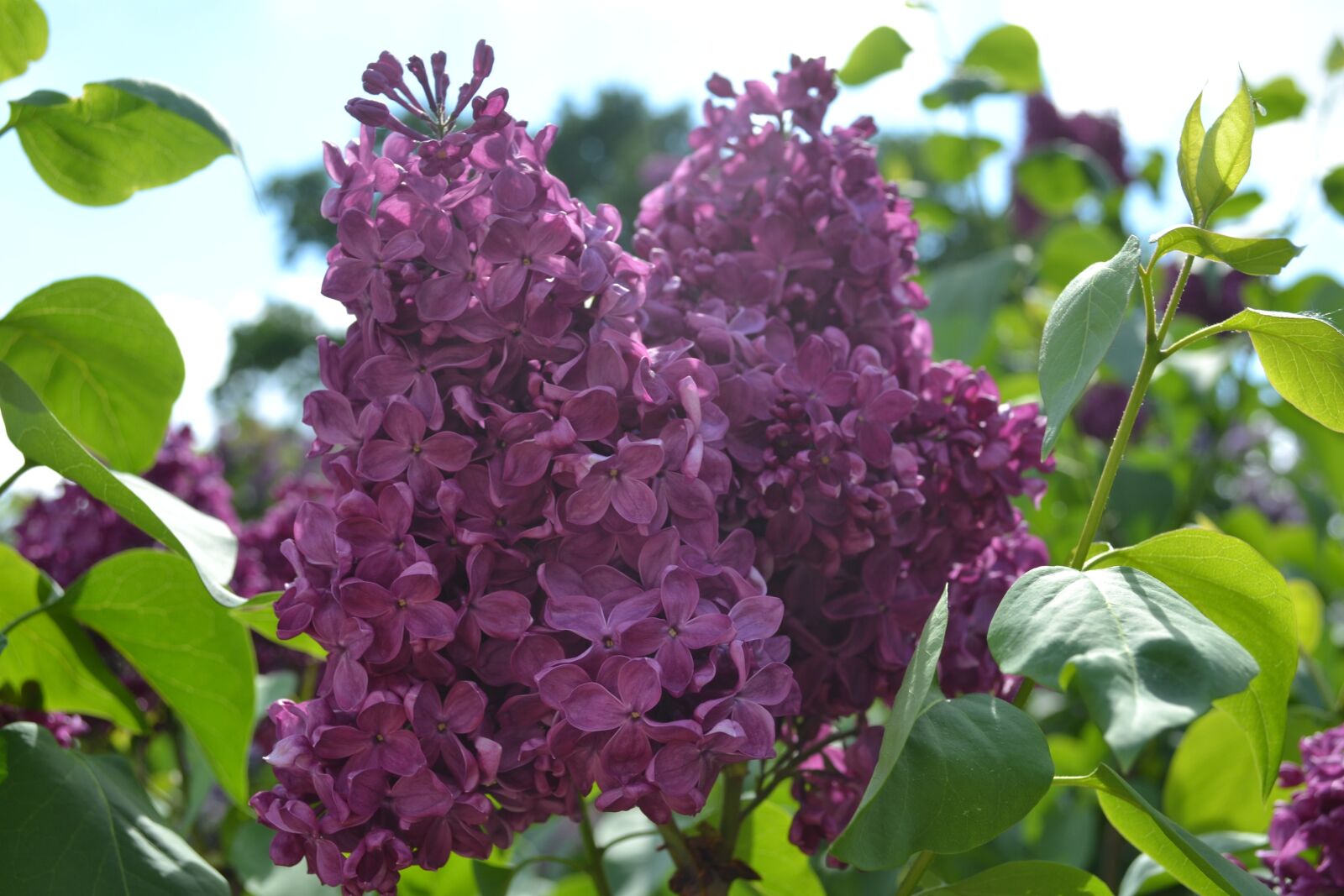 Nikon D3100 sample photo. Lilac, flower, bloom photography