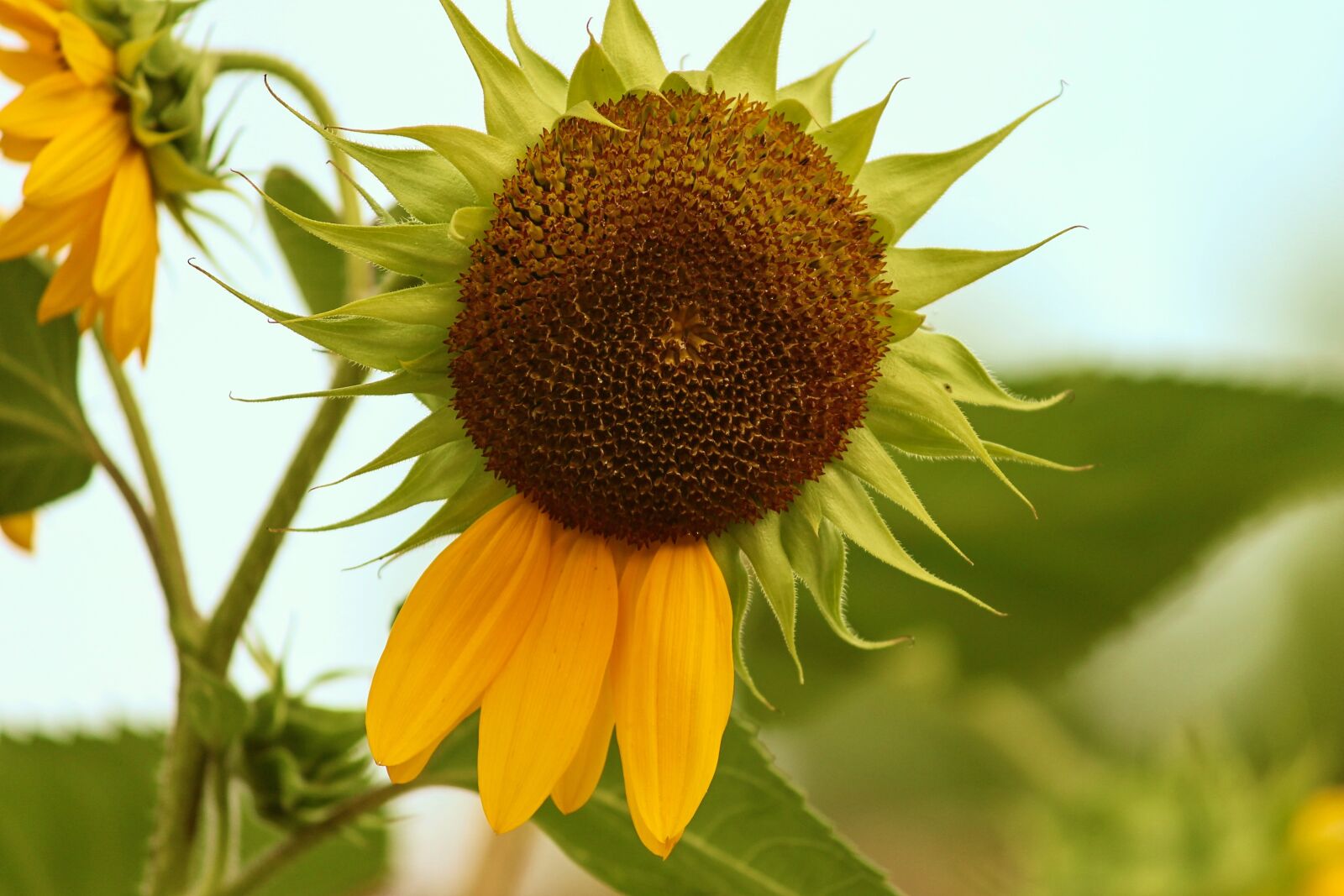 Canon EOS 1100D (EOS Rebel T3 / EOS Kiss X50) sample photo. Sunflower, blossom, bloom photography