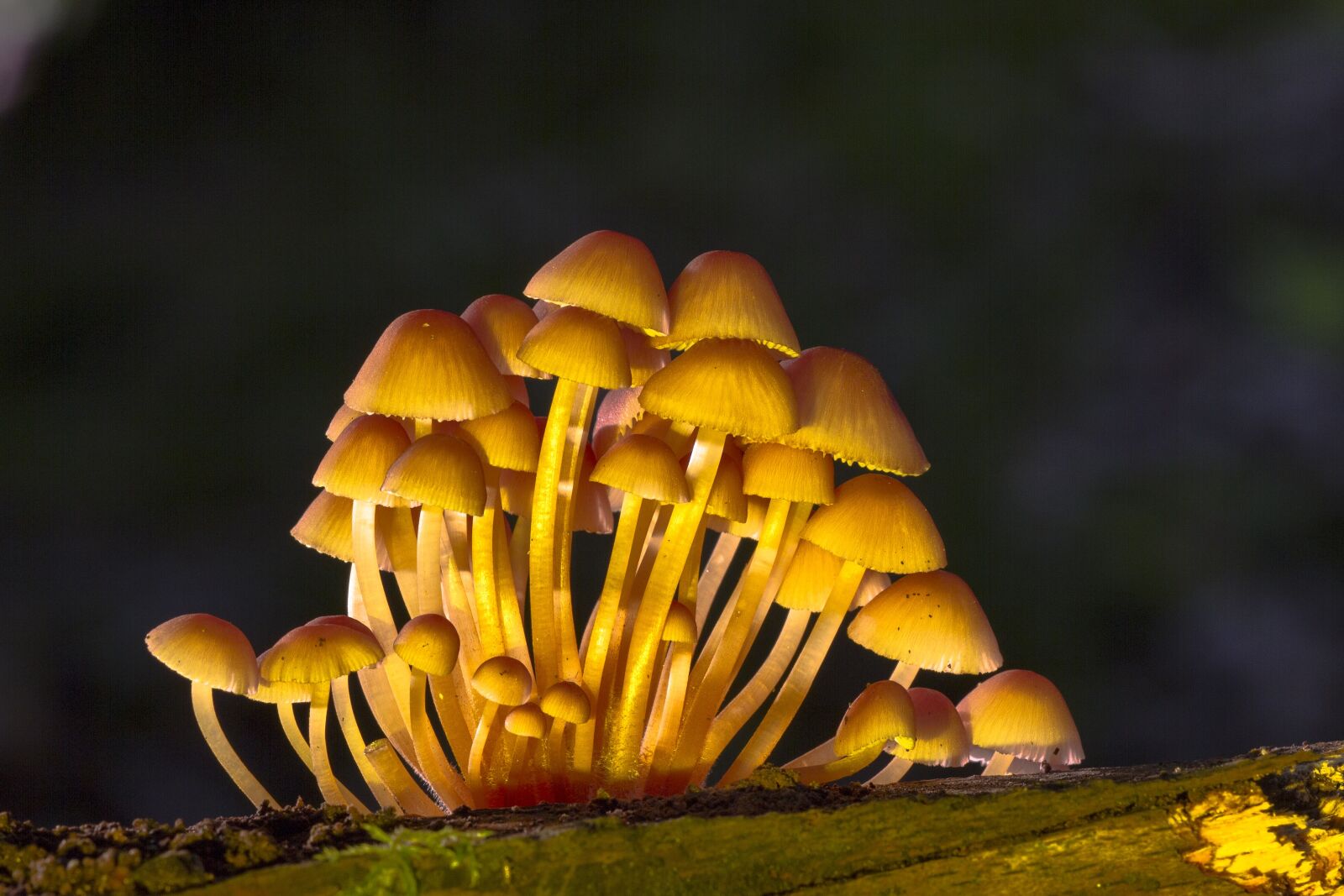 Canon EOS 7D sample photo. Mushroom, mushrooms, sponge photography