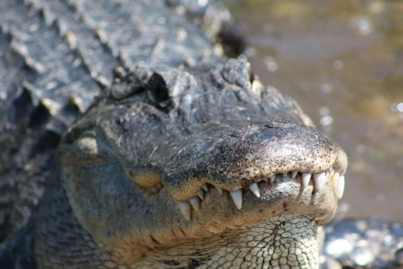 Canon EOS 450D (EOS Rebel XSi / EOS Kiss X2) sample photo. Alligator, crocodile, mississippi photography
