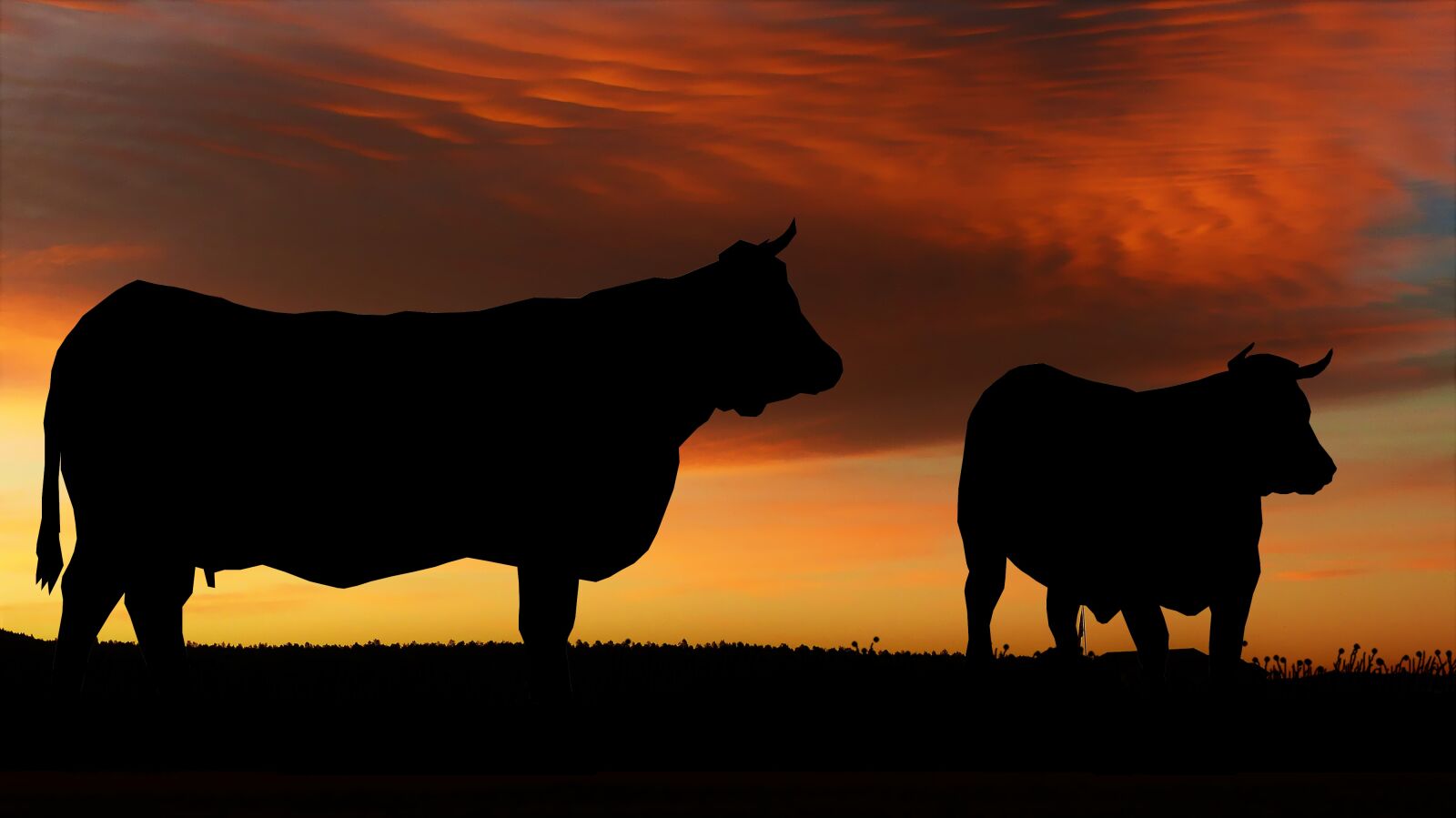 Panasonic Lumix DMC-FZ200 sample photo. Sunset, nature, cows photography