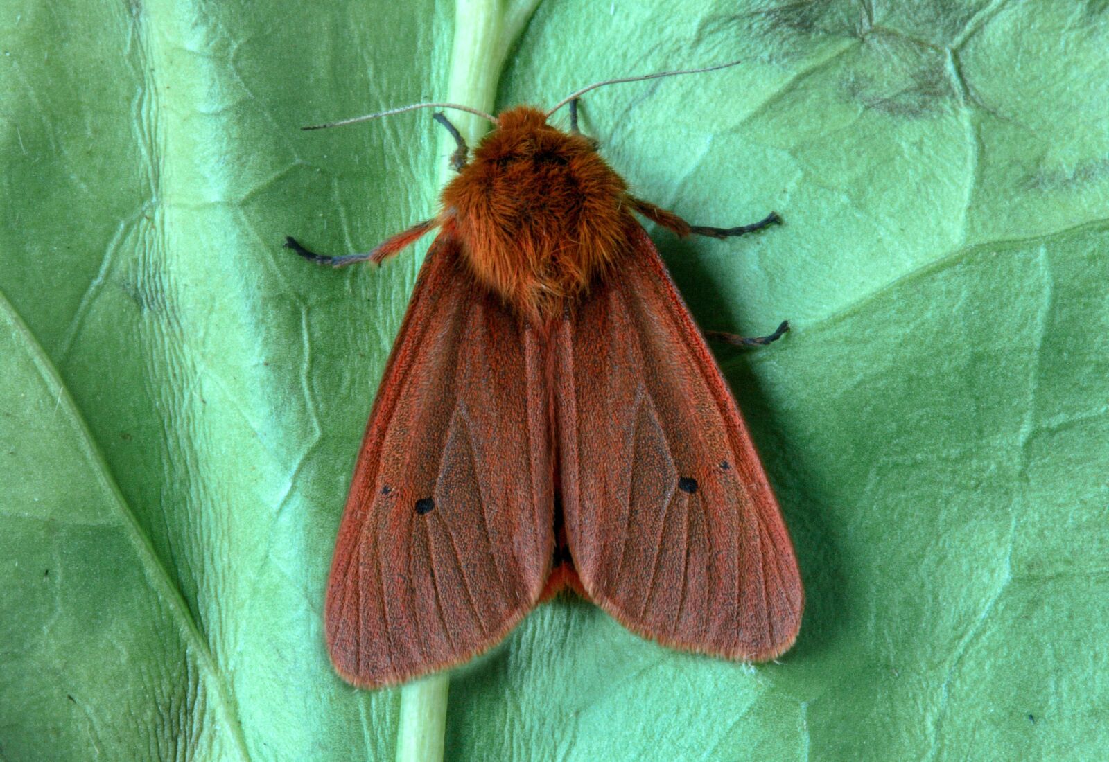 Canon EOS 400D (EOS Digital Rebel XTi / EOS Kiss Digital X) sample photo. Ruby tiger, moth, macro photography