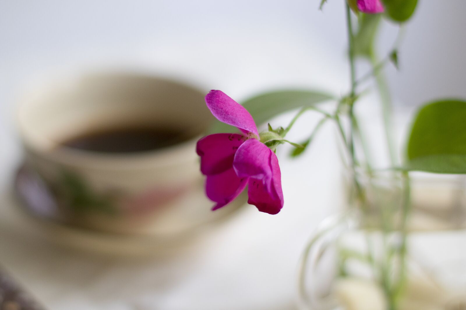 Canon EOS 80D + Canon EF 50mm F1.4 USM sample photo. Flower, coffee, break photography