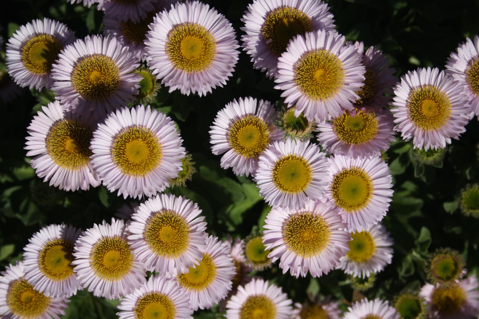 Canon EOS 1000D (EOS Digital Rebel XS / EOS Kiss F) sample photo. Flowers, garden, blooms photography