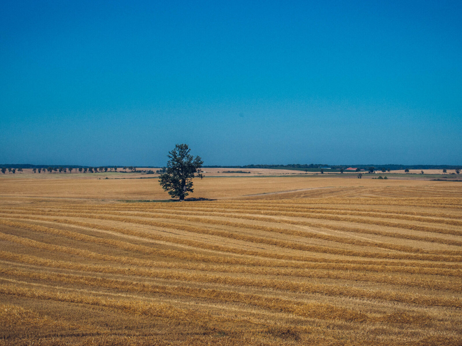 Olympus PEN E-PL5 sample photo. Haymaking, summer, tree photography