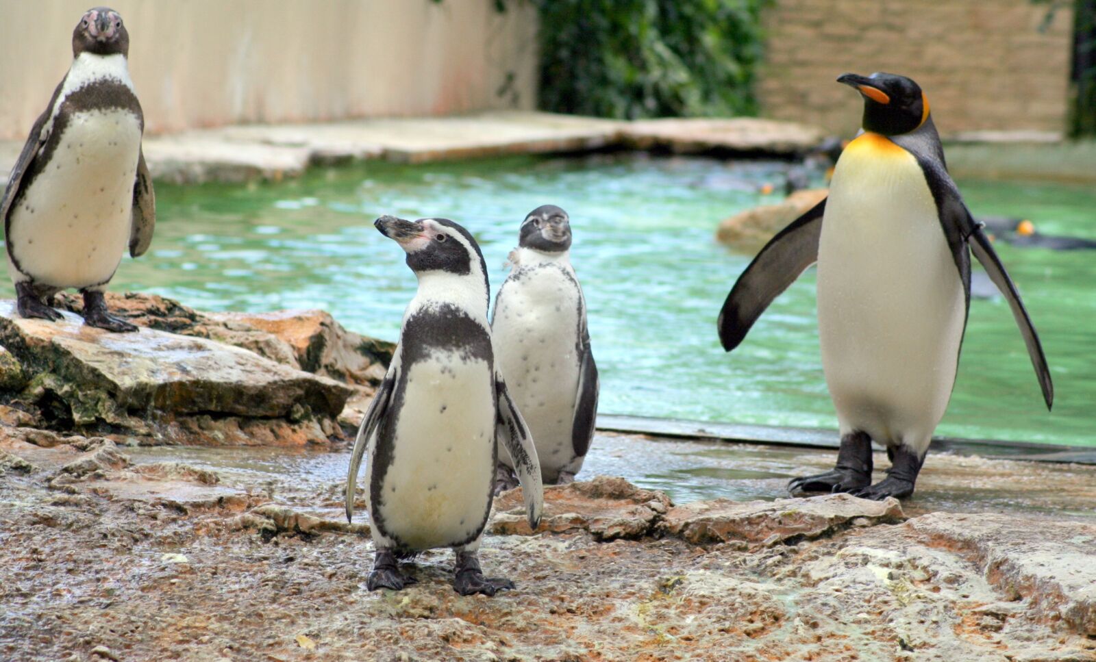 Canon EOS 350D (EOS Digital Rebel XT / EOS Kiss Digital N) sample photo. Zoo, penguins, birds photography