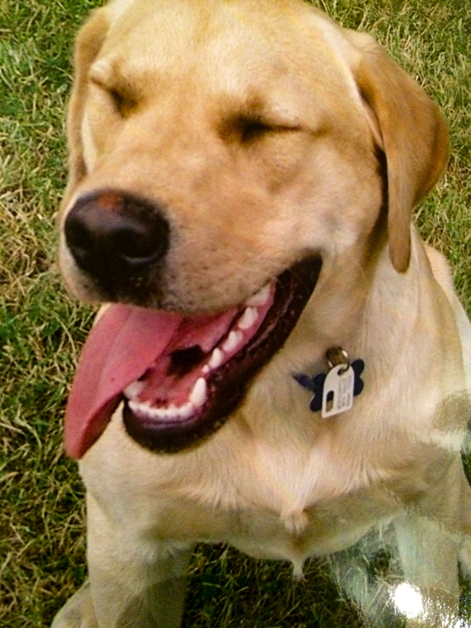 iPhone 5s back camera 4.15mm f/2.2 sample photo. Dog, labrador, laughing photography