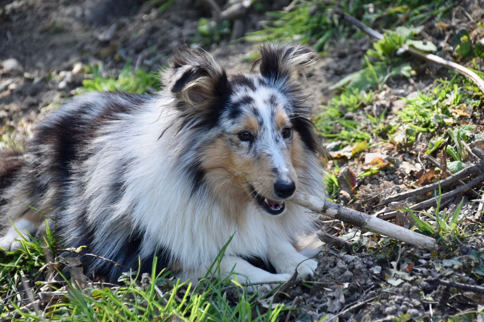 Nikon D5600 sample photo. Dog, bitch, dog portrait photography