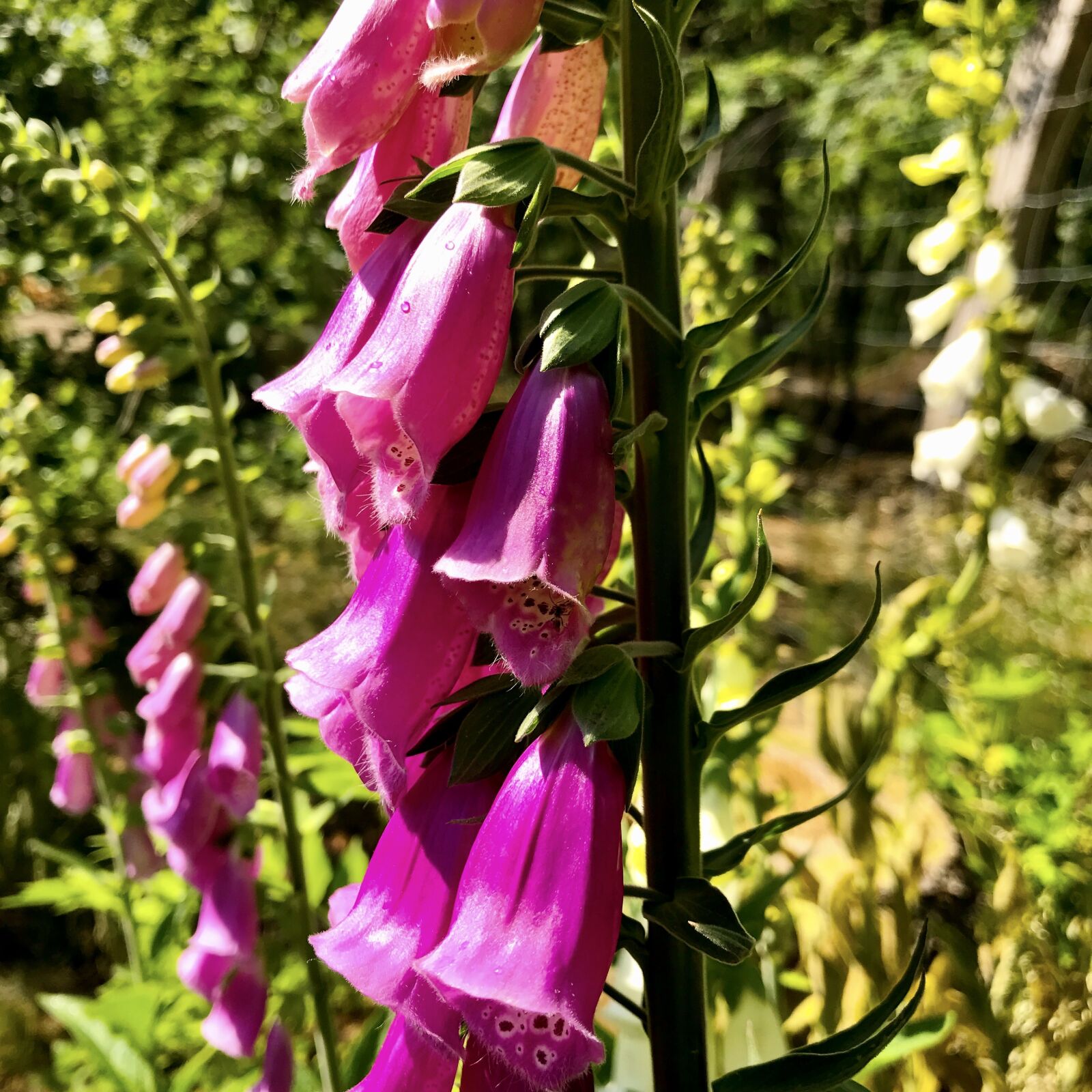 iPhone 7 back camera 3.99mm f/1.8 sample photo. Flowers, thimble, digitalis purpurea photography