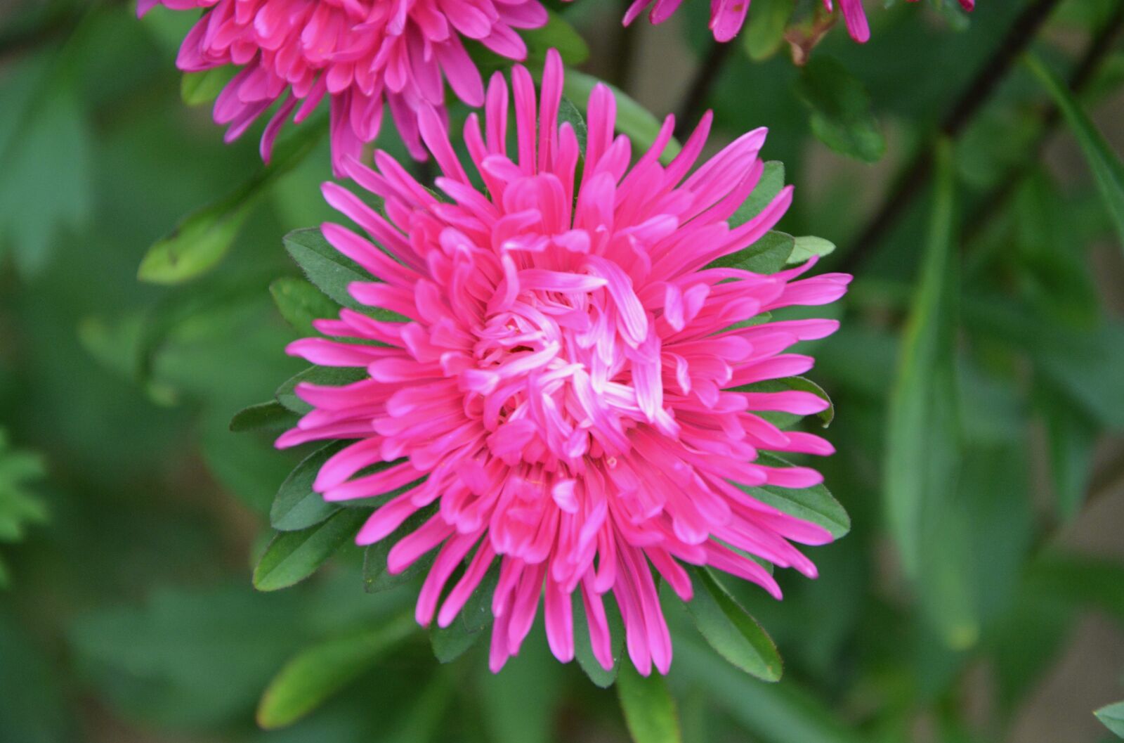 Nikon D5200 sample photo. Pink flower, pretty, plant photography