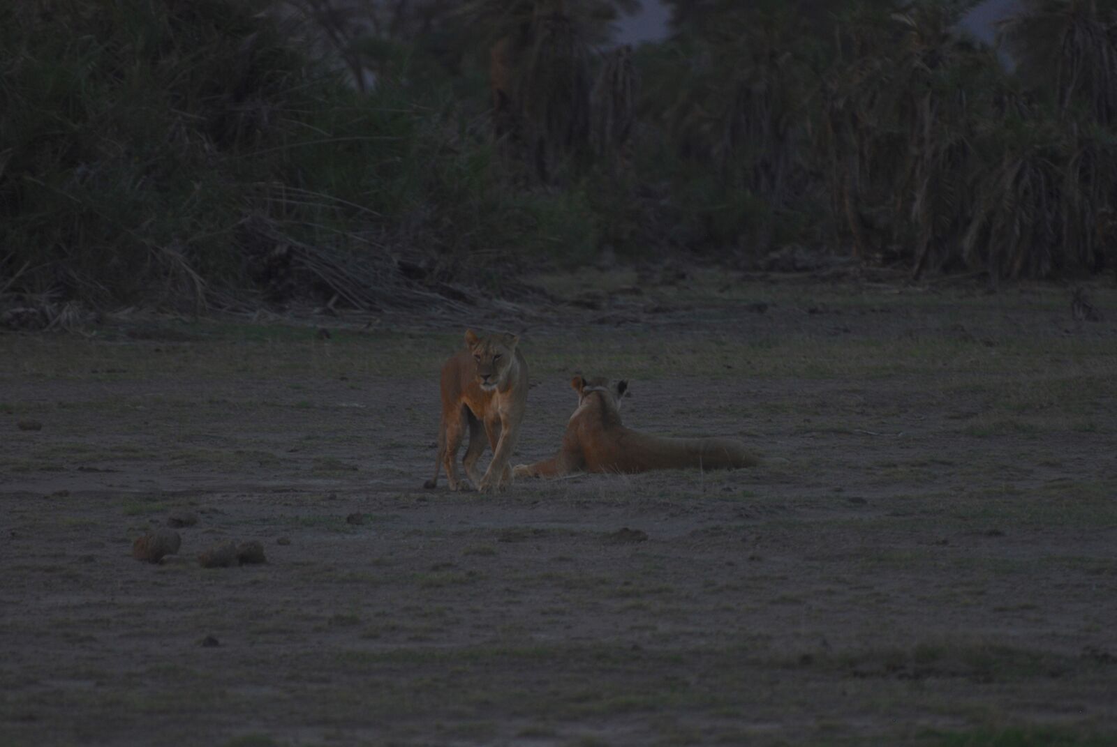 Nikon D200 sample photo. Lions, dusk, lion photography