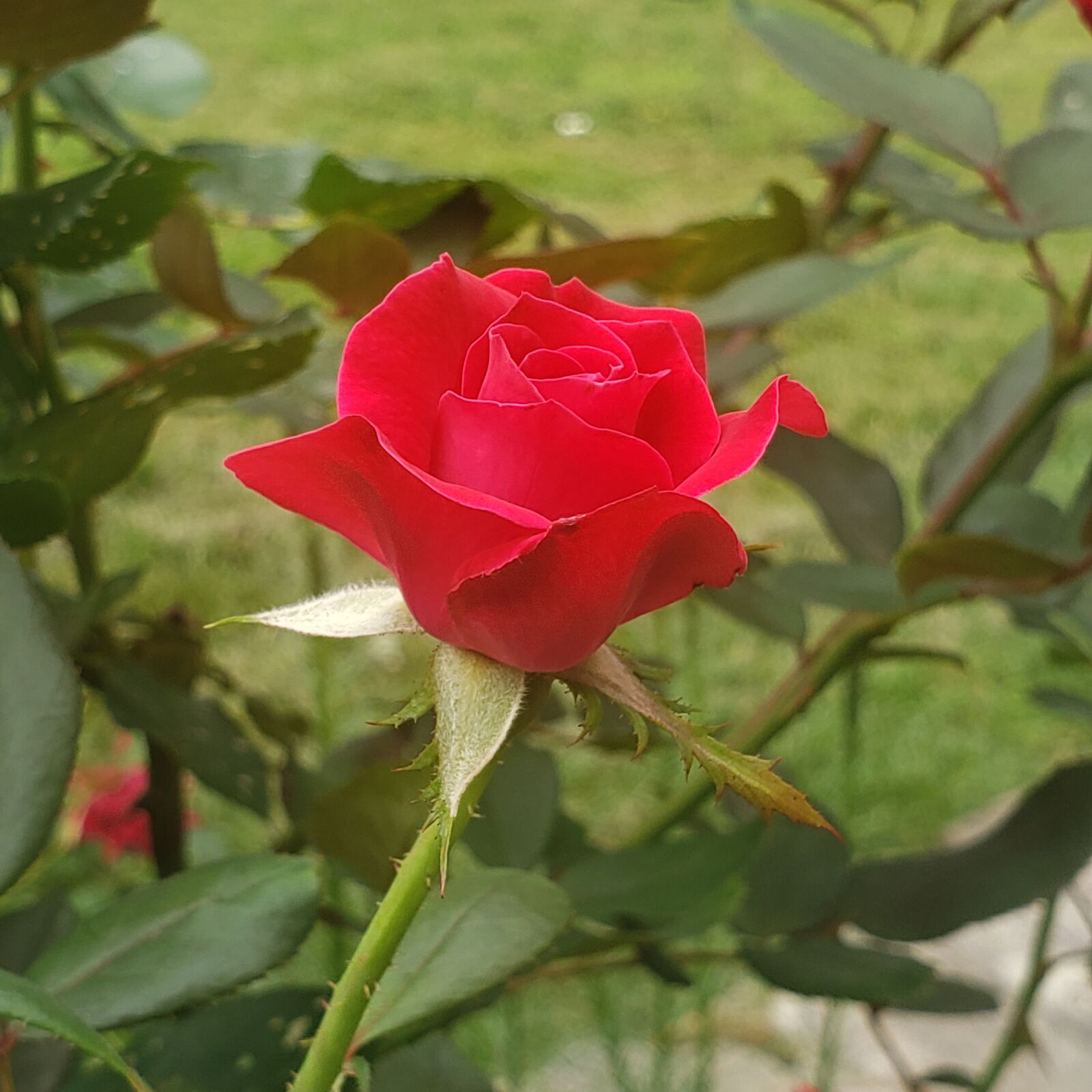 Samsung Galaxy Note9 sample photo. Rose, love, devotion photography