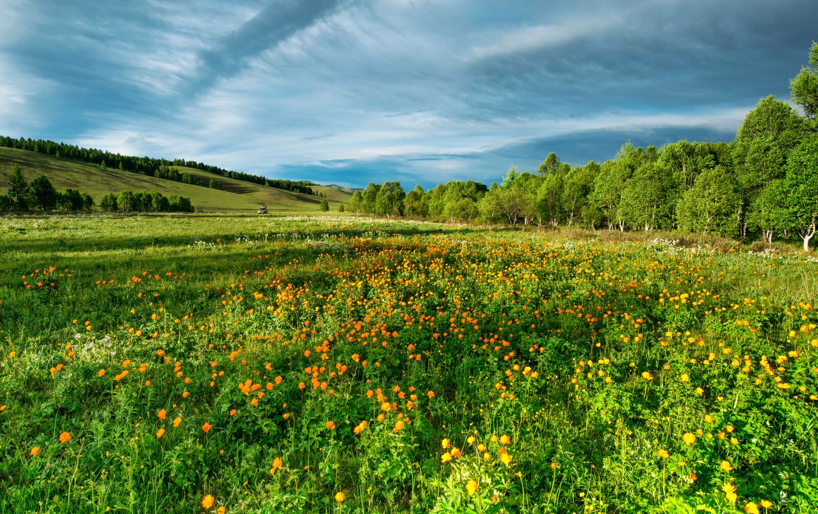 Nikon D800E sample photo. Flowers, trollius of the photography