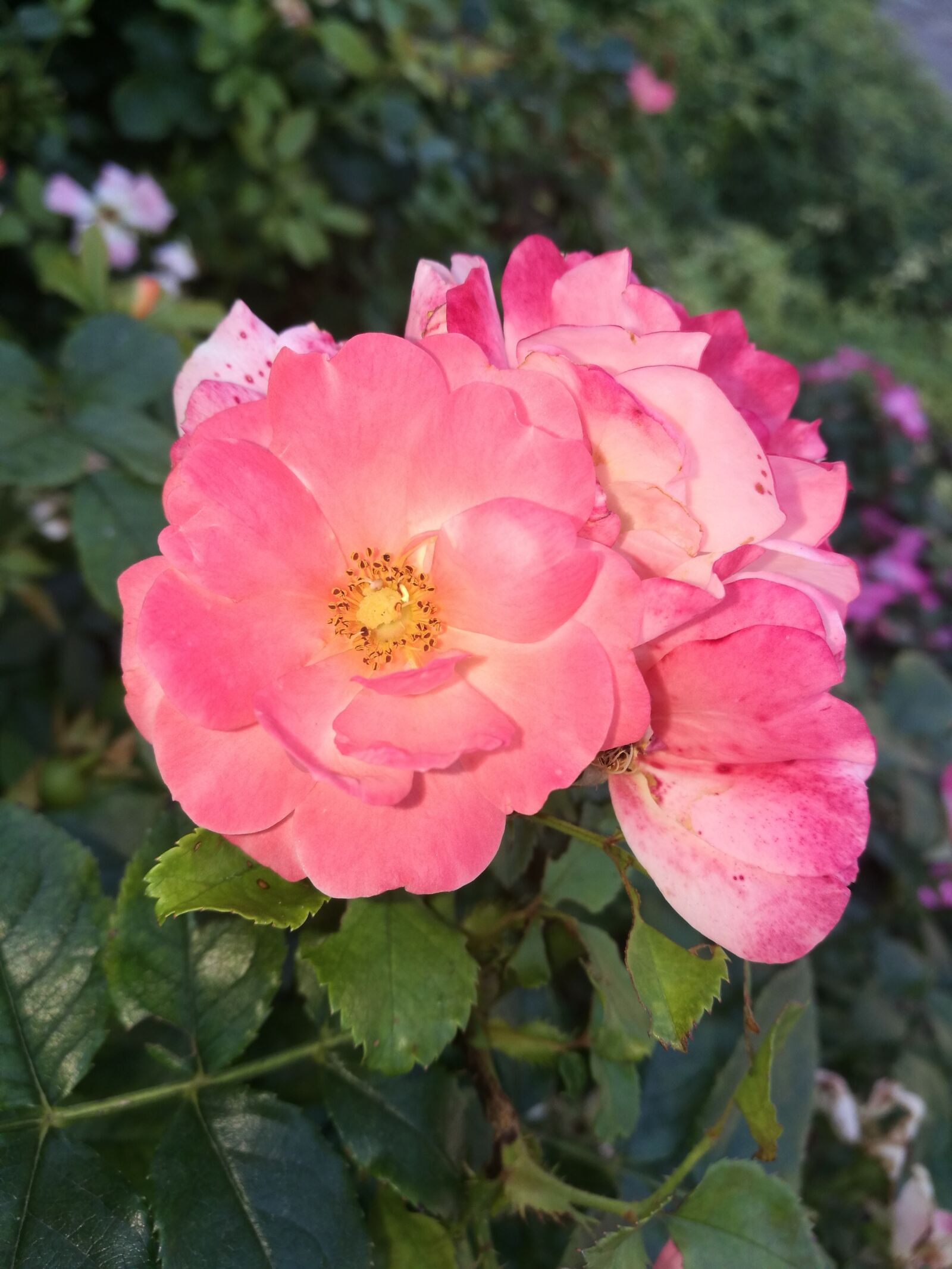 HUAWEI P9 sample photo. Flowers, bloom, rosa photography