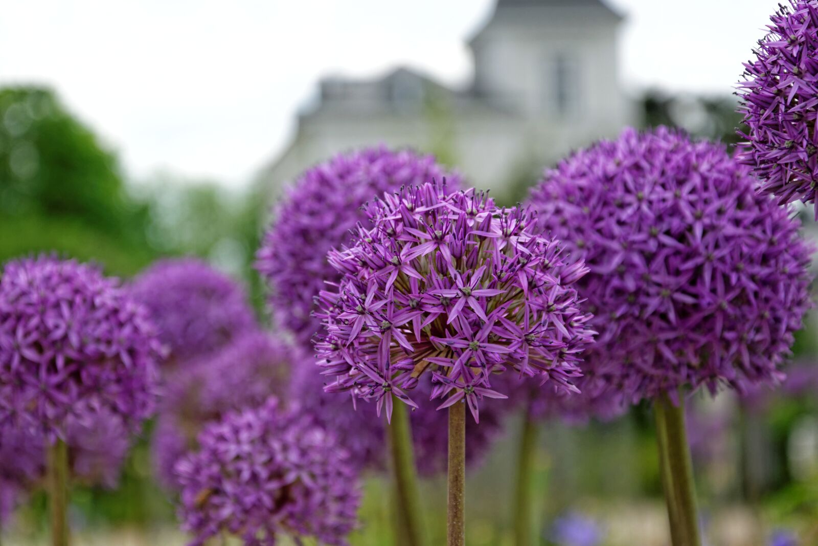 Nikon D5300 sample photo. Flowers, purple, round photography
