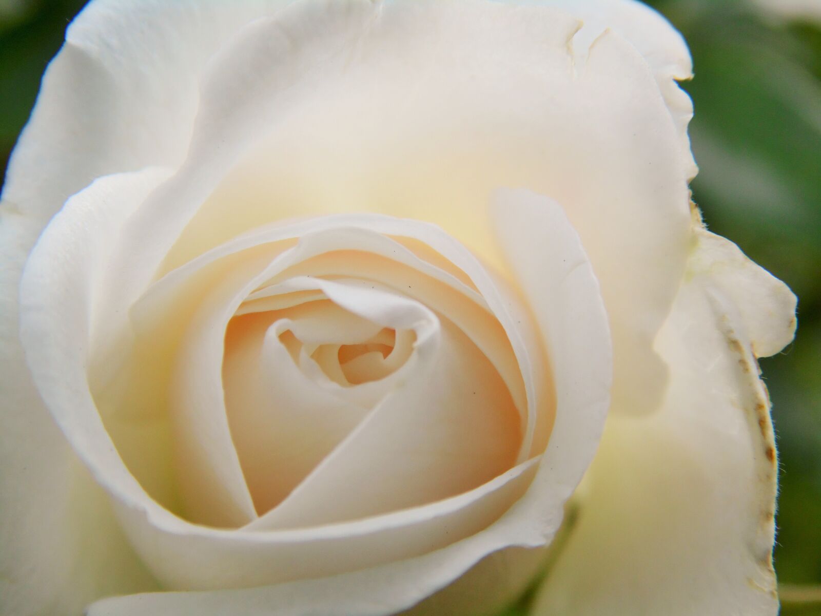 Samsung WB110/  WB111 sample photo. Rose, flower, blossom photography