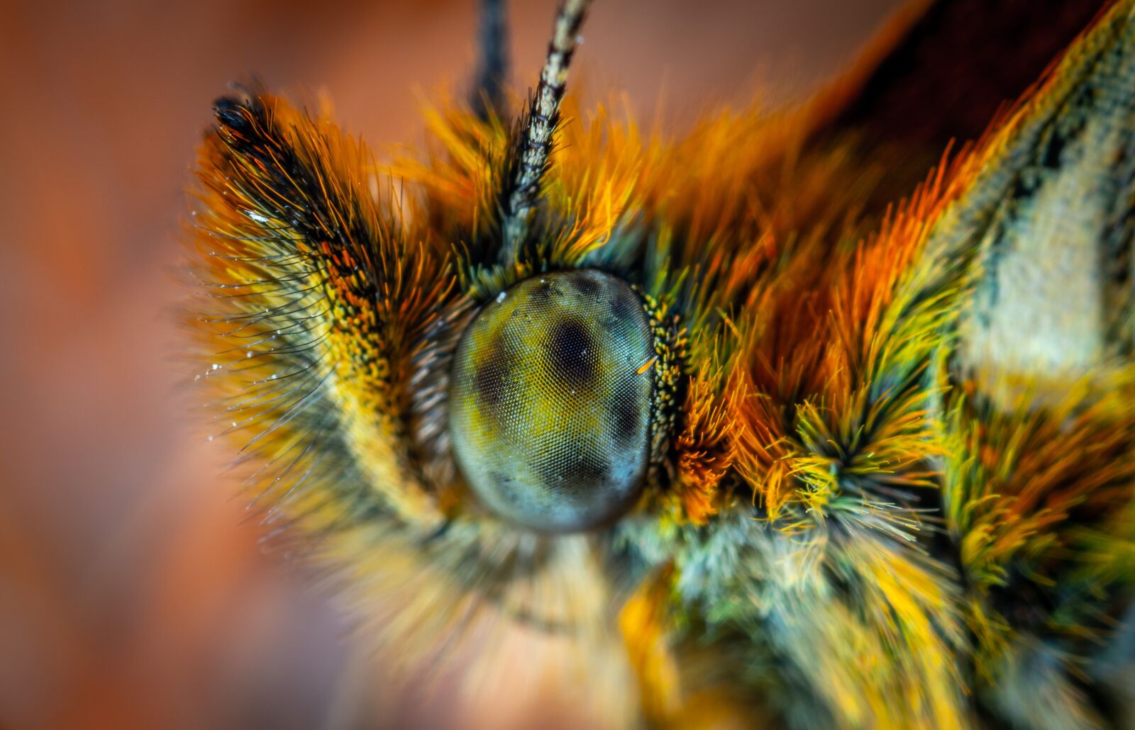 Sony a7R II sample photo. Butterfly, the metalmark, lepidoptera photography