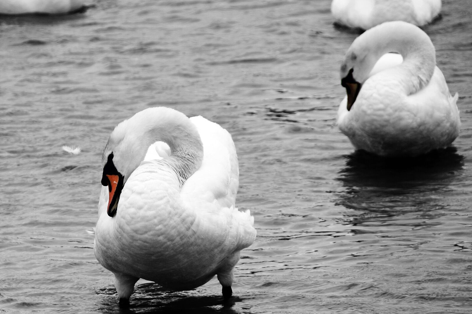 Canon EOS 760D (EOS Rebel T6s / EOS 8000D) sample photo. Swans, birds, wildlife photography