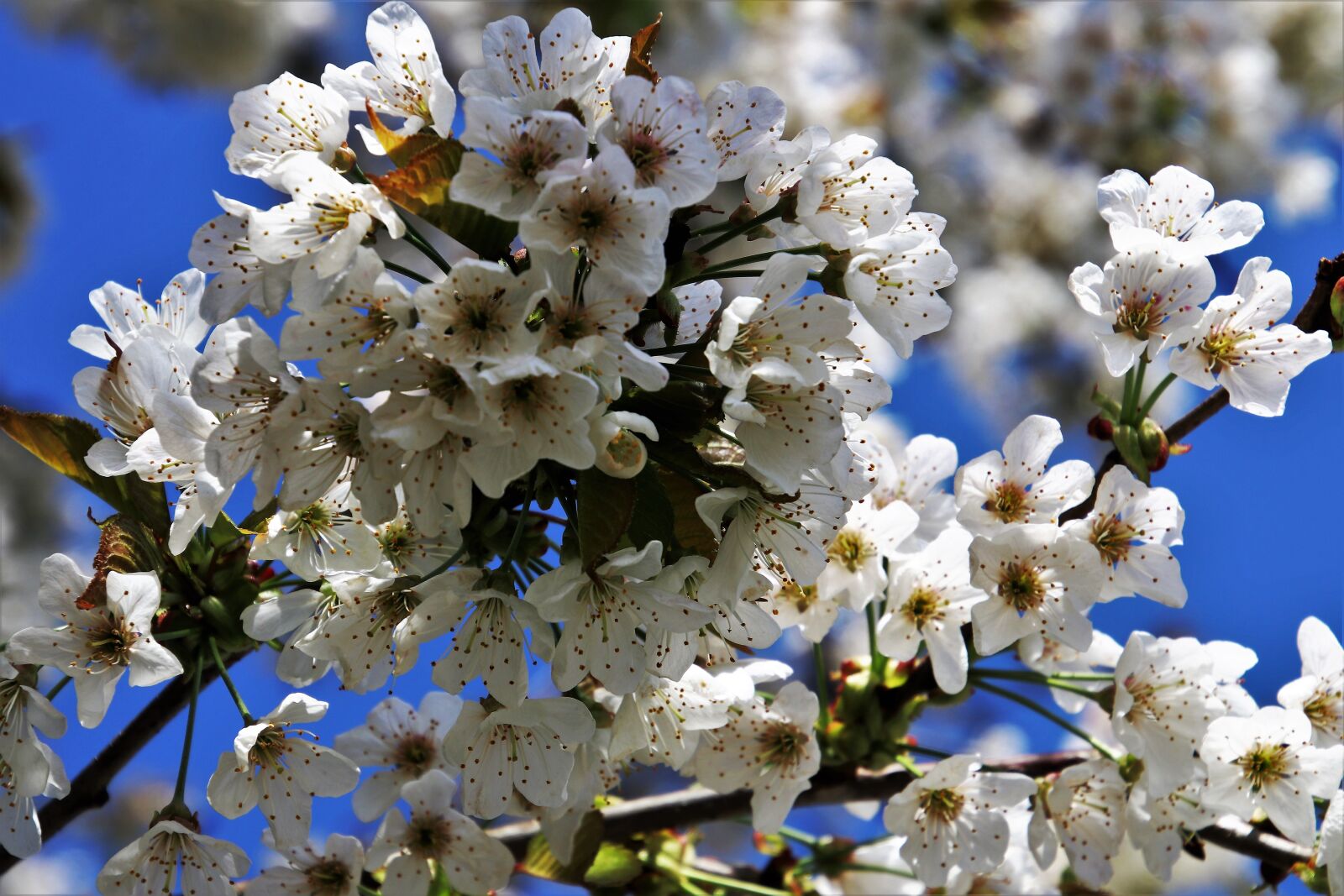 Canon EOS 80D sample photo. Spring, sad, fruit trees photography