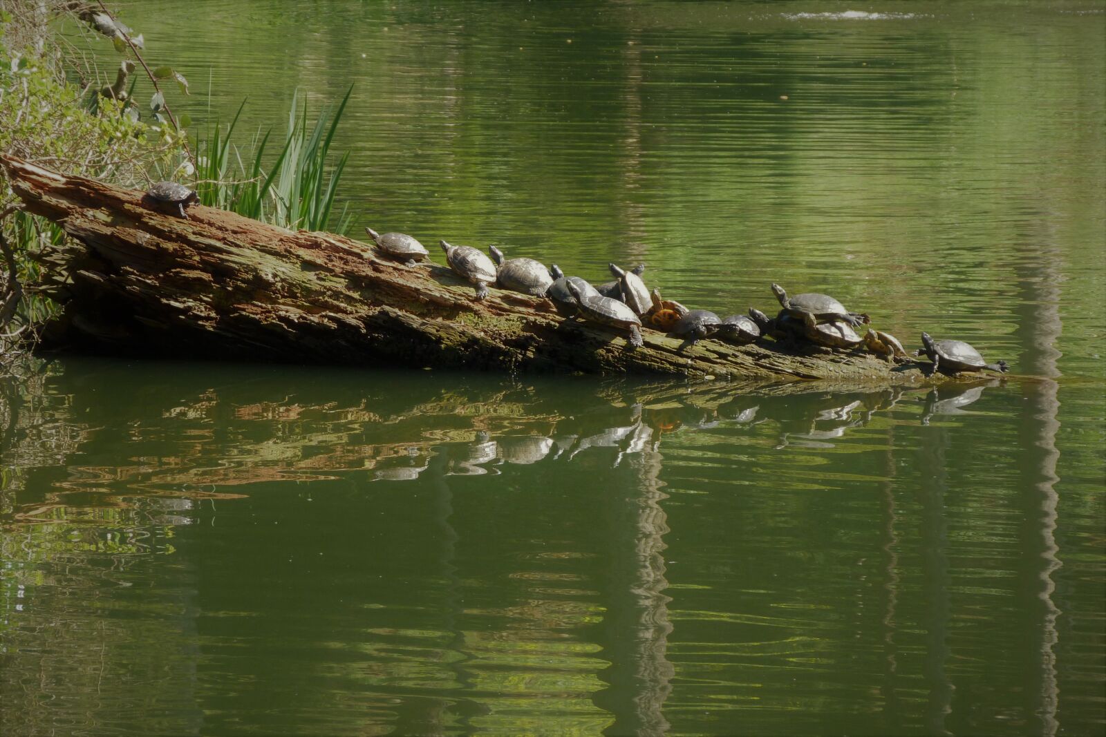 Panasonic Lumix DMC-FZ40 (Lumix DMC-FZ45) sample photo. Animals, turtles, water photography