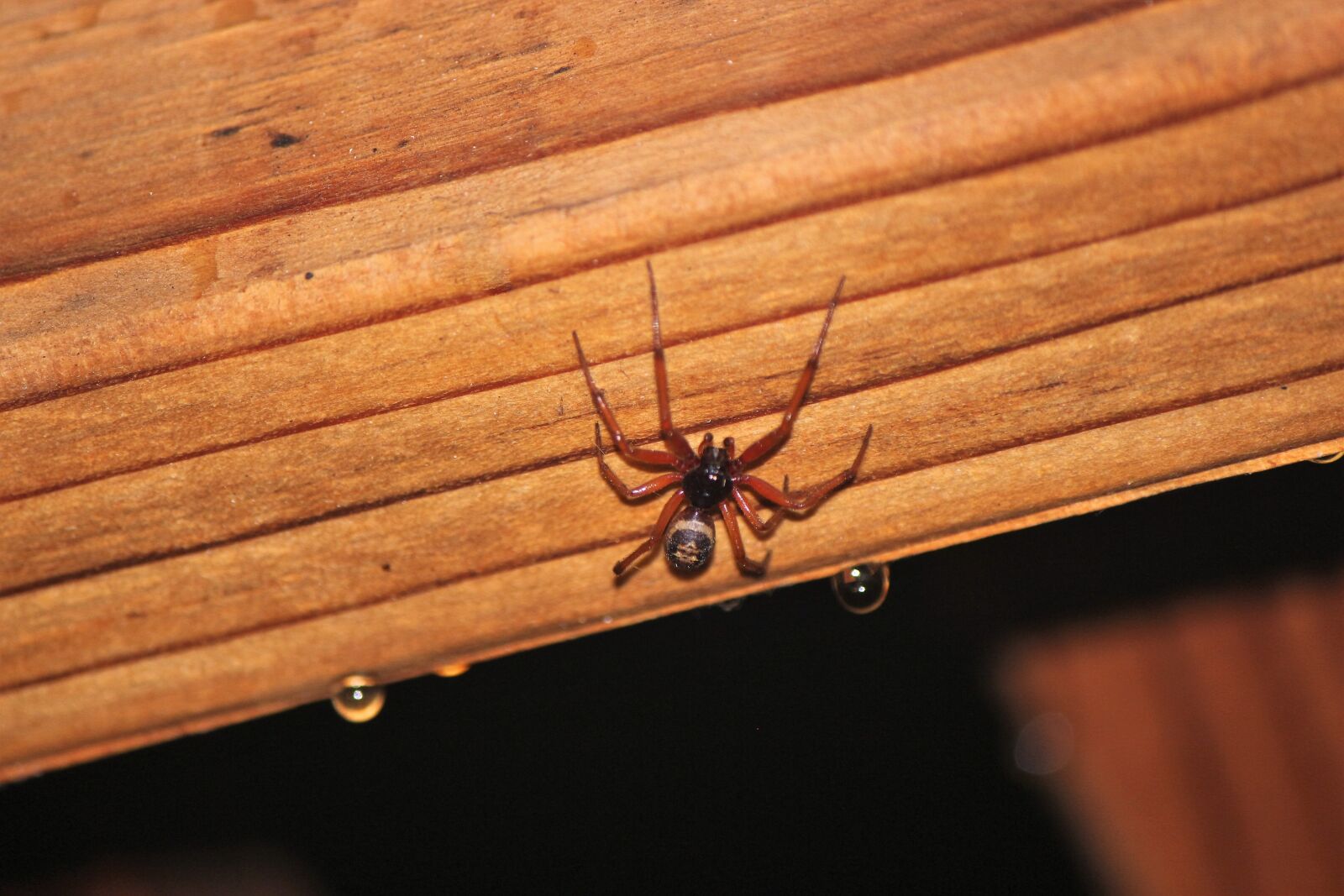 Canon EOS 550D (EOS Rebel T2i / EOS Kiss X4) sample photo. Spider, brown widow, big photography