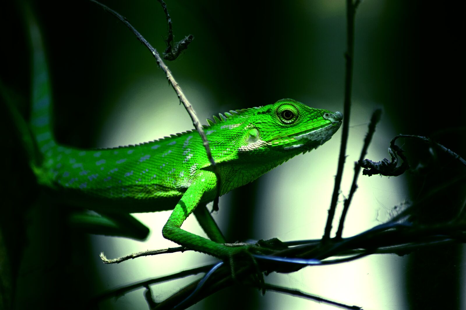 Nikon D5300 sample photo. Green, lizard, reptile photography