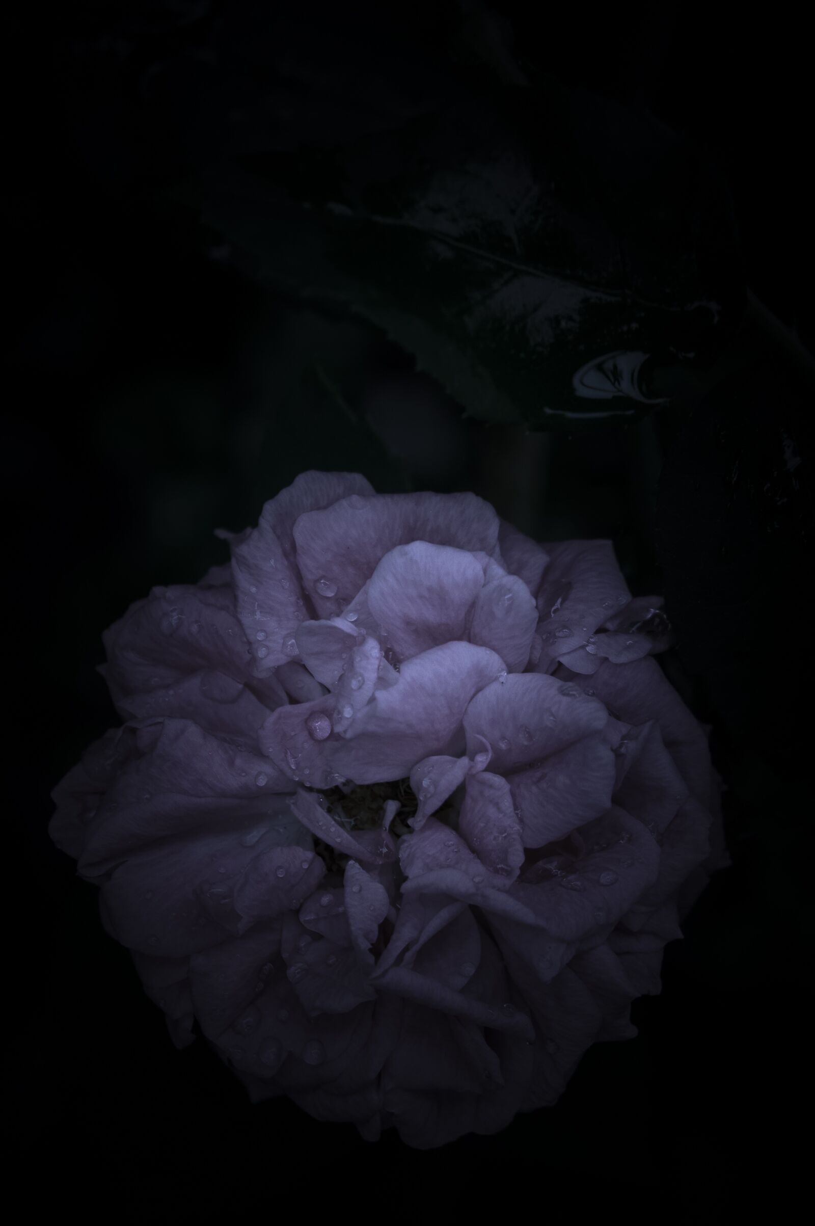 Sony Alpha NEX-3 + Sony E 18-55mm F3.5-5.6 OSS sample photo. Pink, garden, rain photography