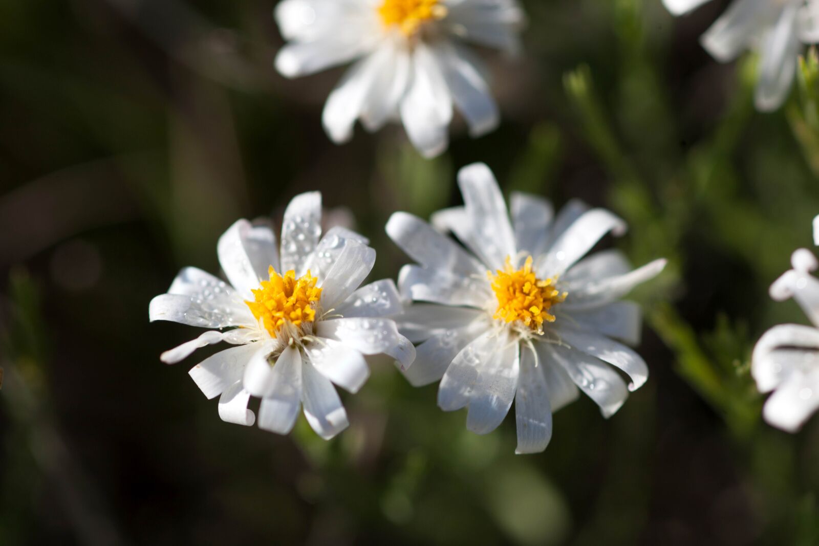 Canon EOS 5D Mark II sample photo. Rose, heath, heath, leaved photography