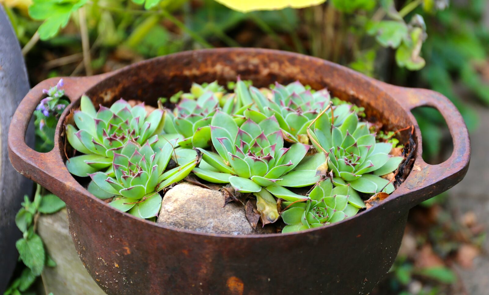 Canon EF 24-70mm F4L IS USM sample photo. Genus, perennial, green photography