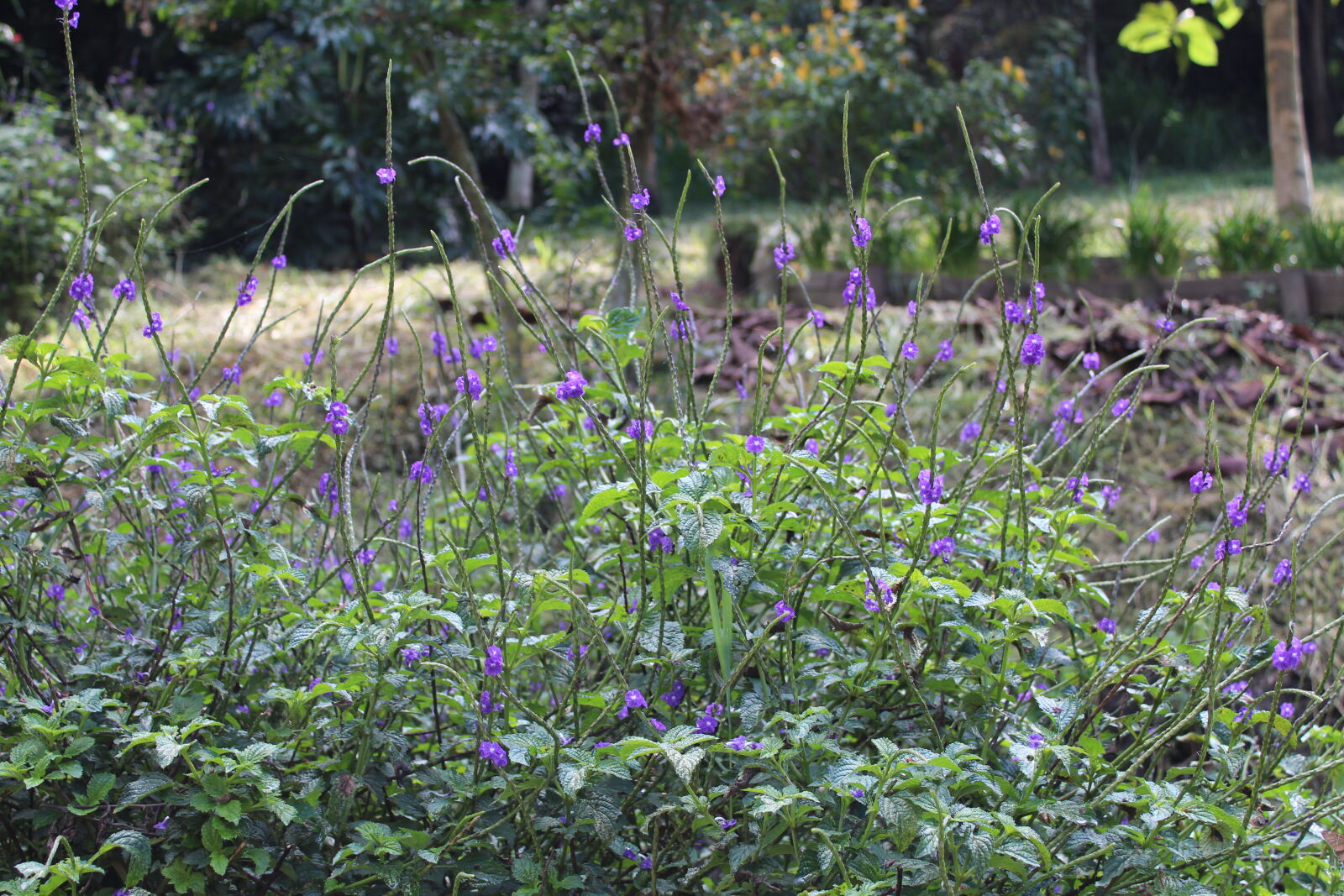 Canon EOS 1300D (EOS Rebel T6 / EOS Kiss X80) sample photo. Flowers, purple photography