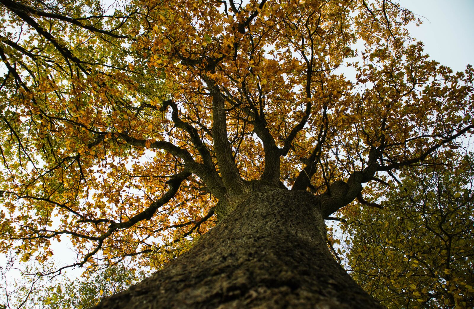 Canon EOS M50 (EOS Kiss M) sample photo. Autumn, leaves, nature photography
