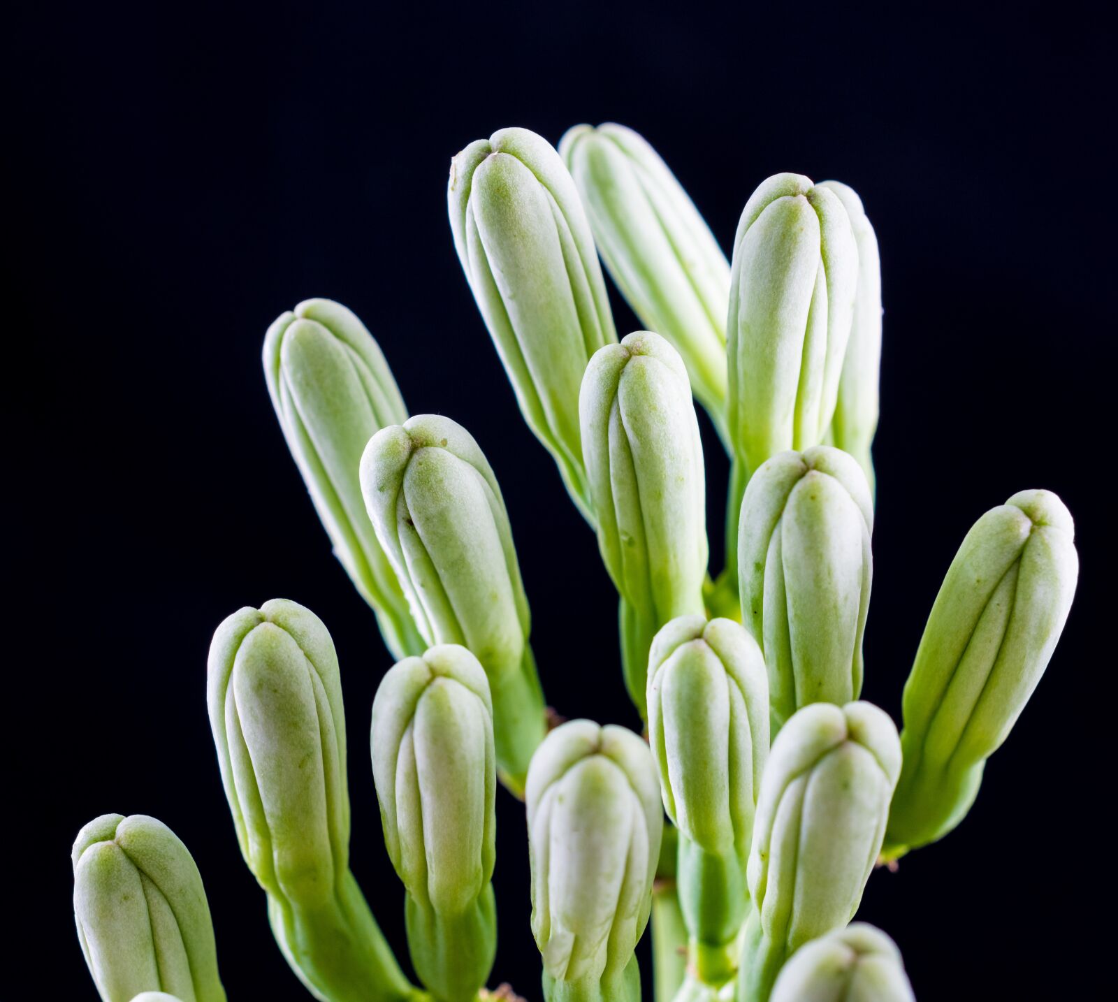 Nikon D5200 sample photo. Agave flower, inflorescence, blossom photography
