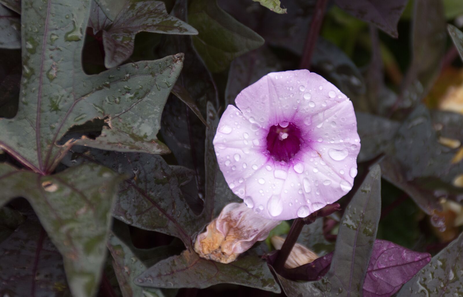 Nikon D7200 sample photo. Bindweed, true, convolvulus sepium photography