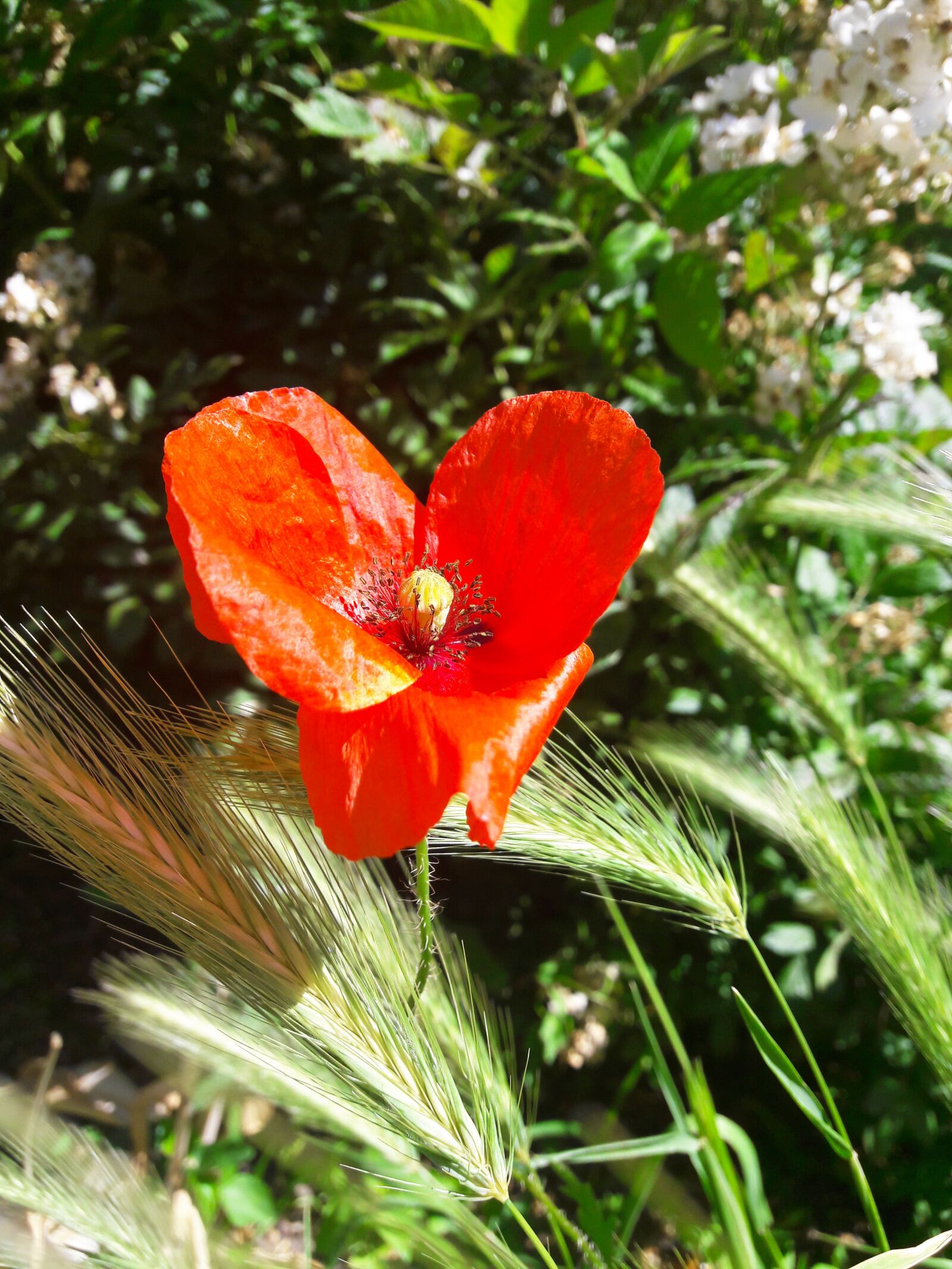 Samsung Galaxy A3(2016) sample photo. Nature, flower, summer photography