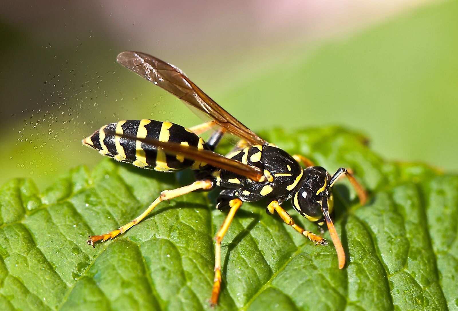 Canon EOS 5D Mark II sample photo. Osa, insect, macro photography