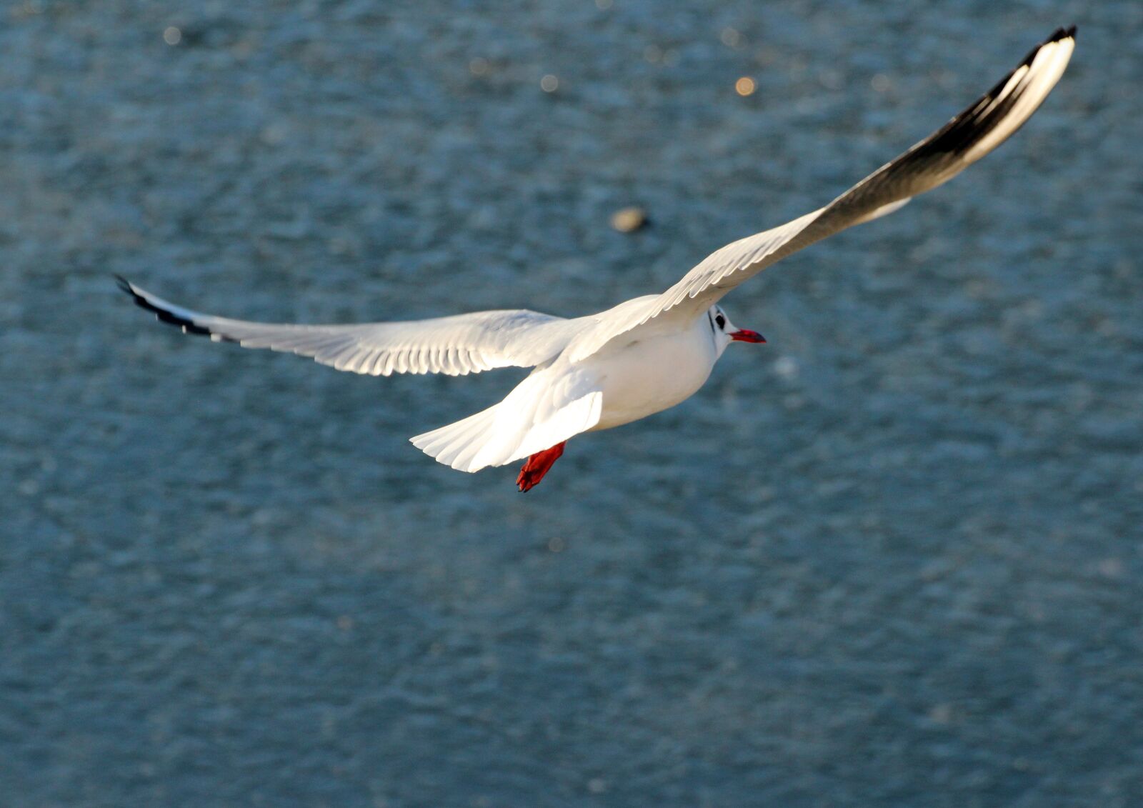 Canon EOS 600D (Rebel EOS T3i / EOS Kiss X5) sample photo. Nature, animals, birds photography