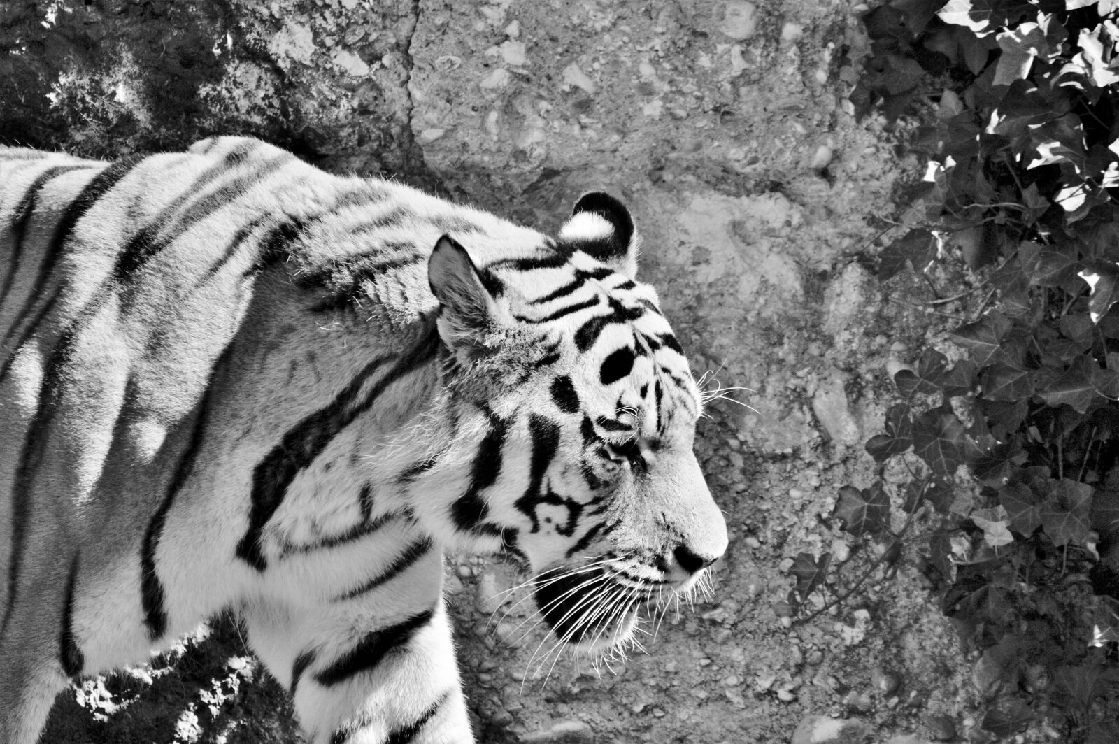 Nikon D3200 sample photo. Tiger, big cat, predator photography