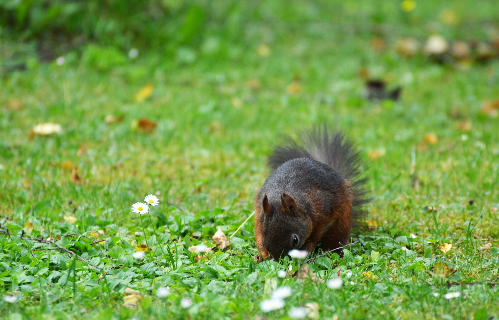 Nikon D3200 sample photo. Squirrel, nager, rodent photography